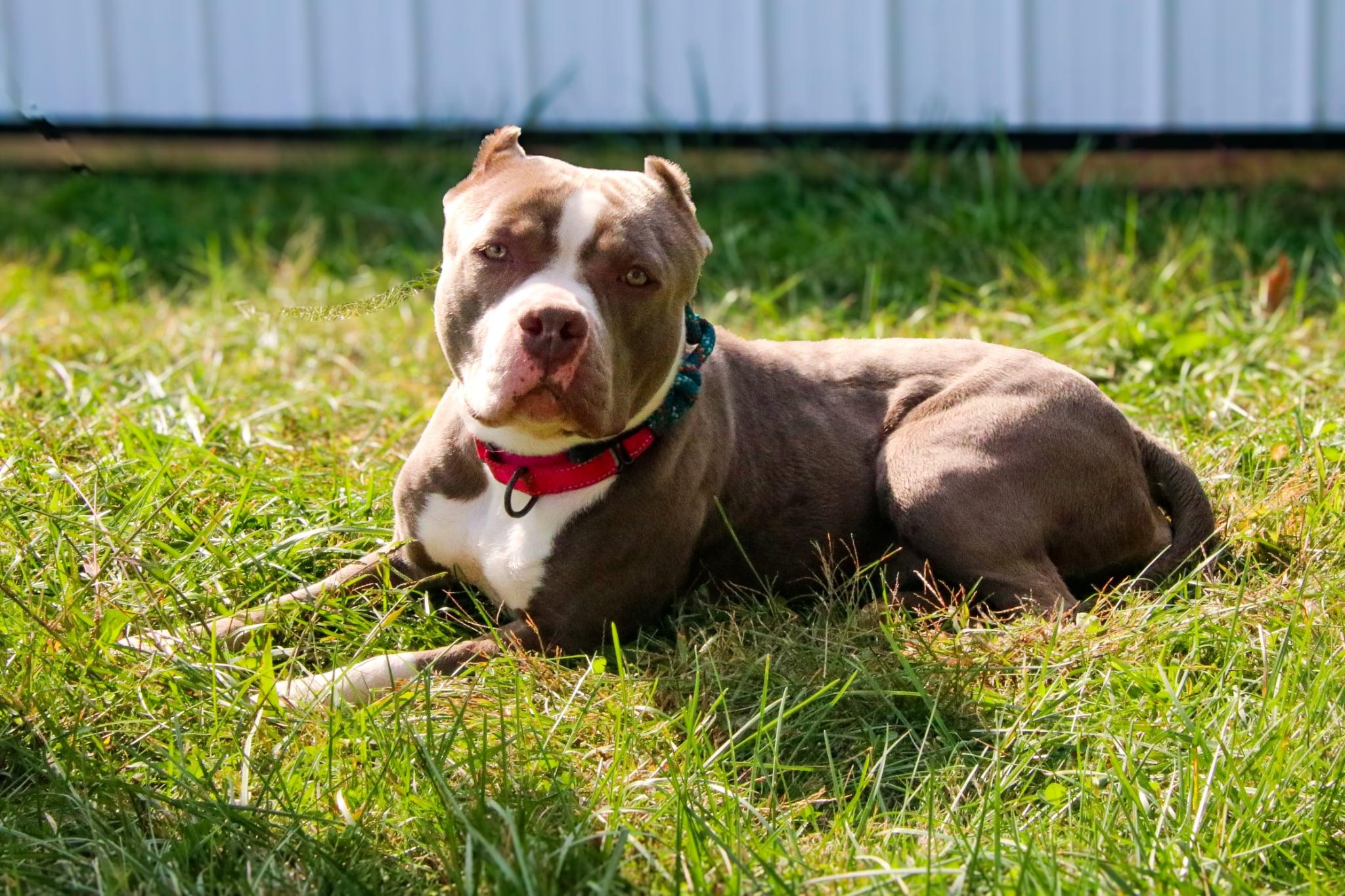 Cashmere thumbnail 2