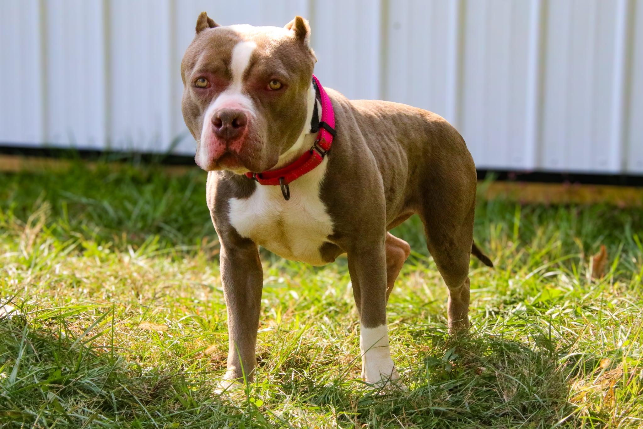 Cashmere thumbnail 3