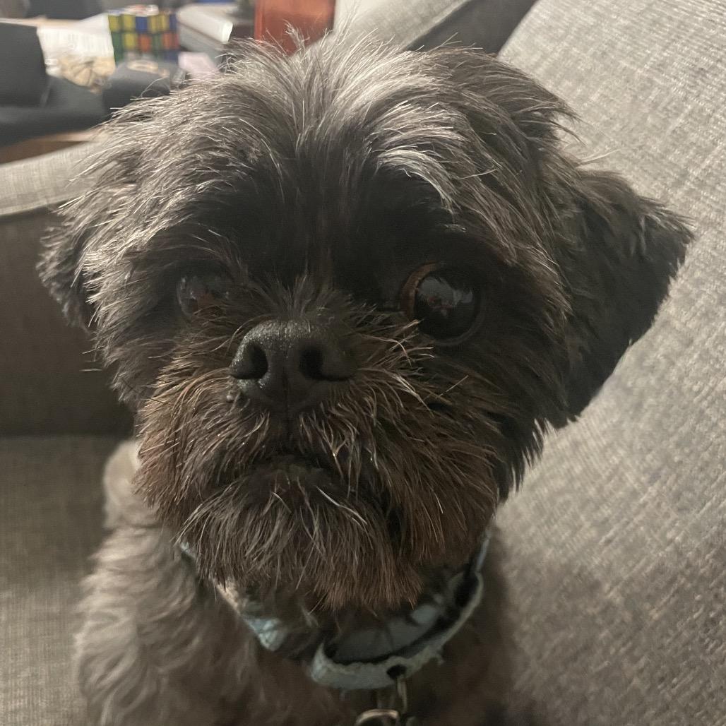 Gizzy, Adoptable, Senior Male Shih Tzu.