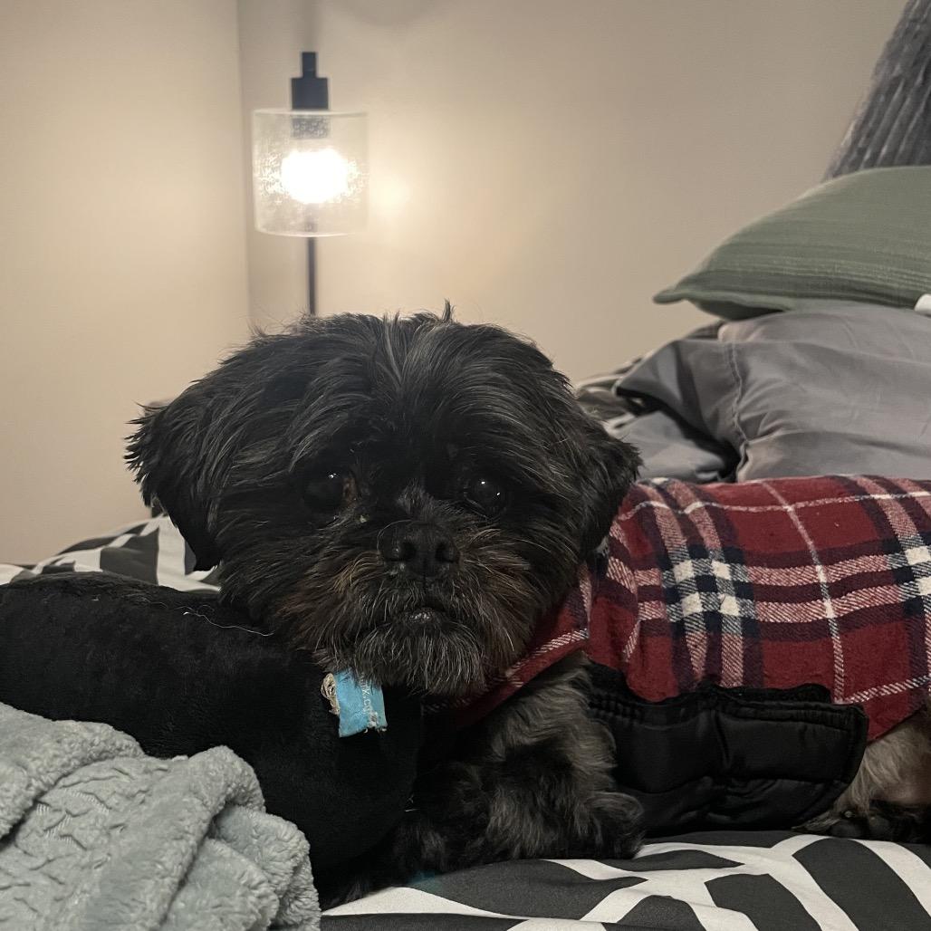 Enlarge Gizzy, a Adoptable Shih Tzu in Crystal, MN image 2/5