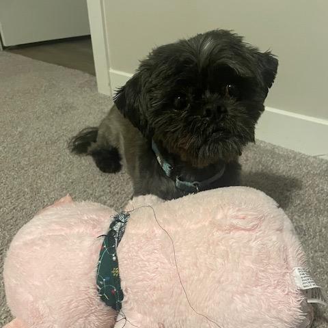 Enlarge Gizzy, a Adoptable Shih Tzu in Crystal, MN image 3/5