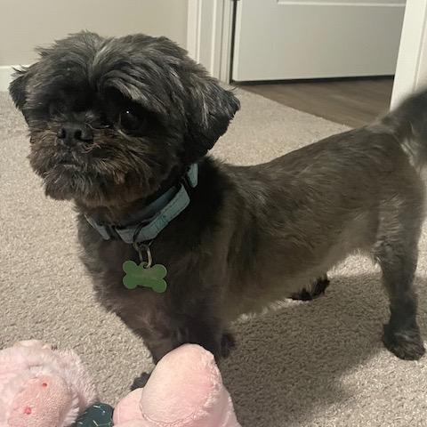 Enlarge Gizzy, a Adoptable Shih Tzu in Crystal, MN image 4/5