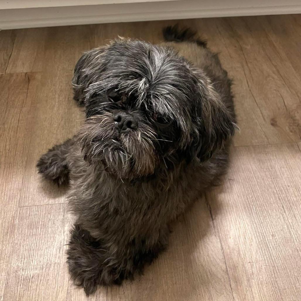 Enlarge Gizzy, a Adoptable Shih Tzu in Crystal, MN image 5/5