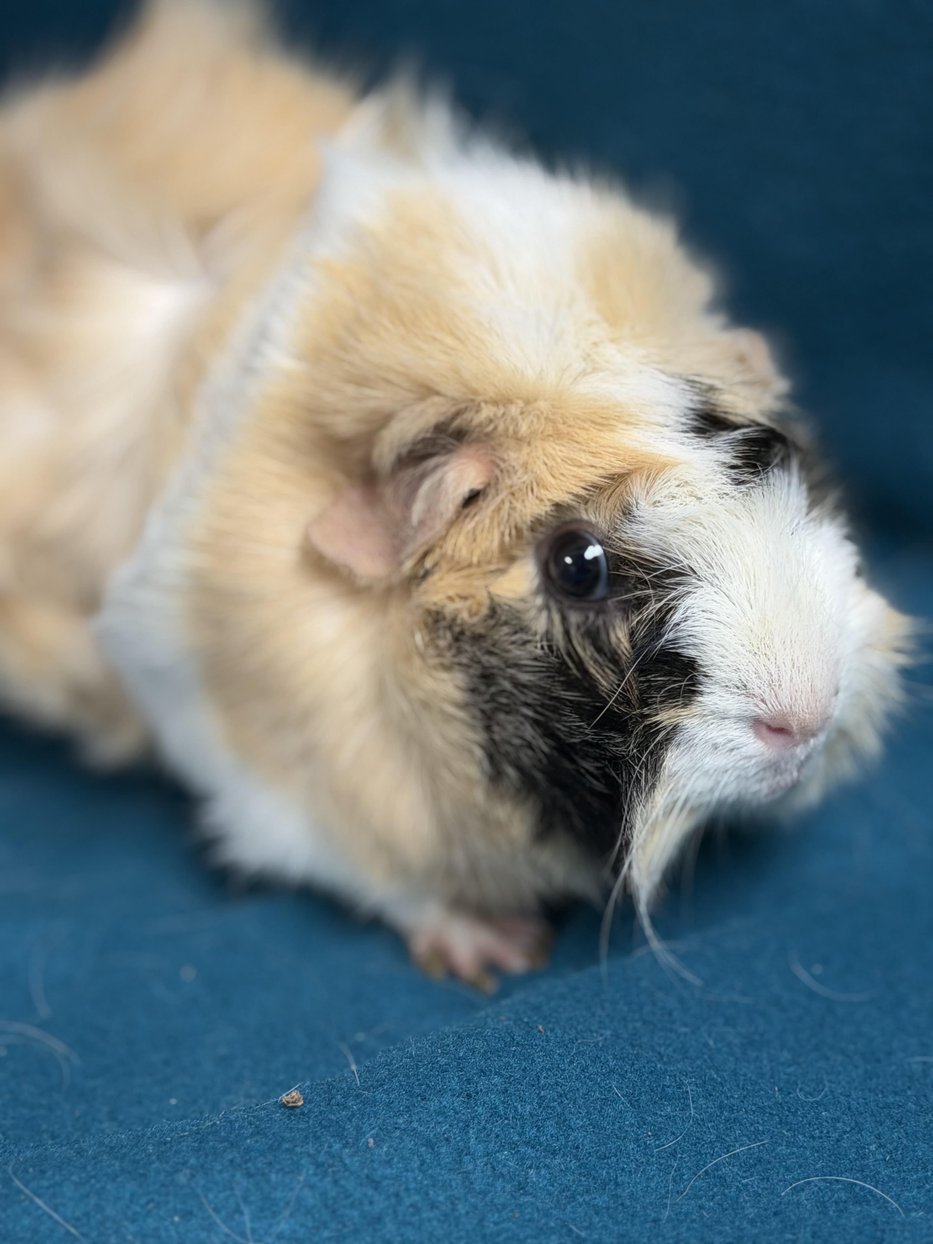 Enlarge Claire, an adopted mixed breed in Edinburg, PA image 2/4