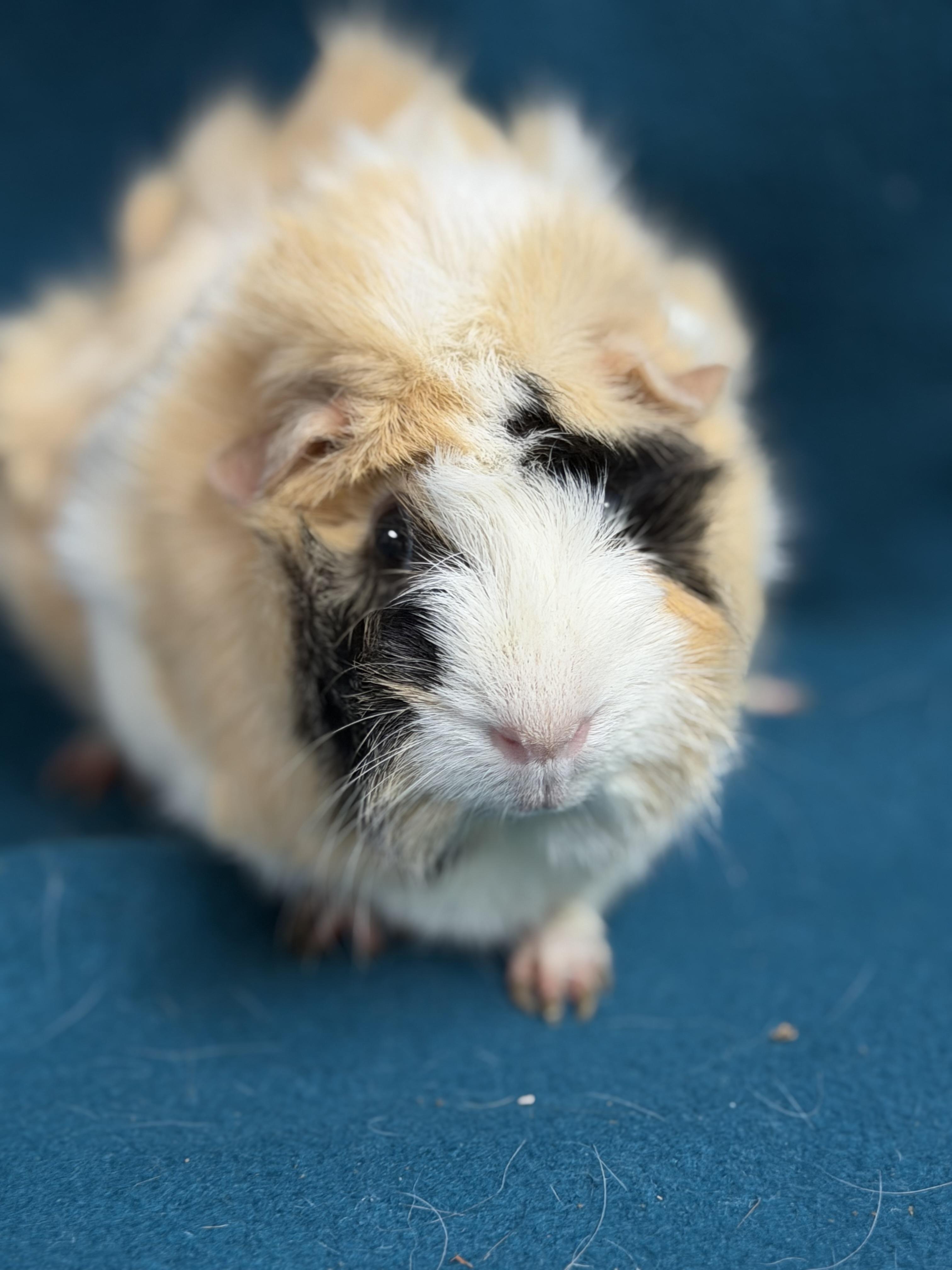 Claire, adopted, Young Female Guinea Pig & Abyssinian.