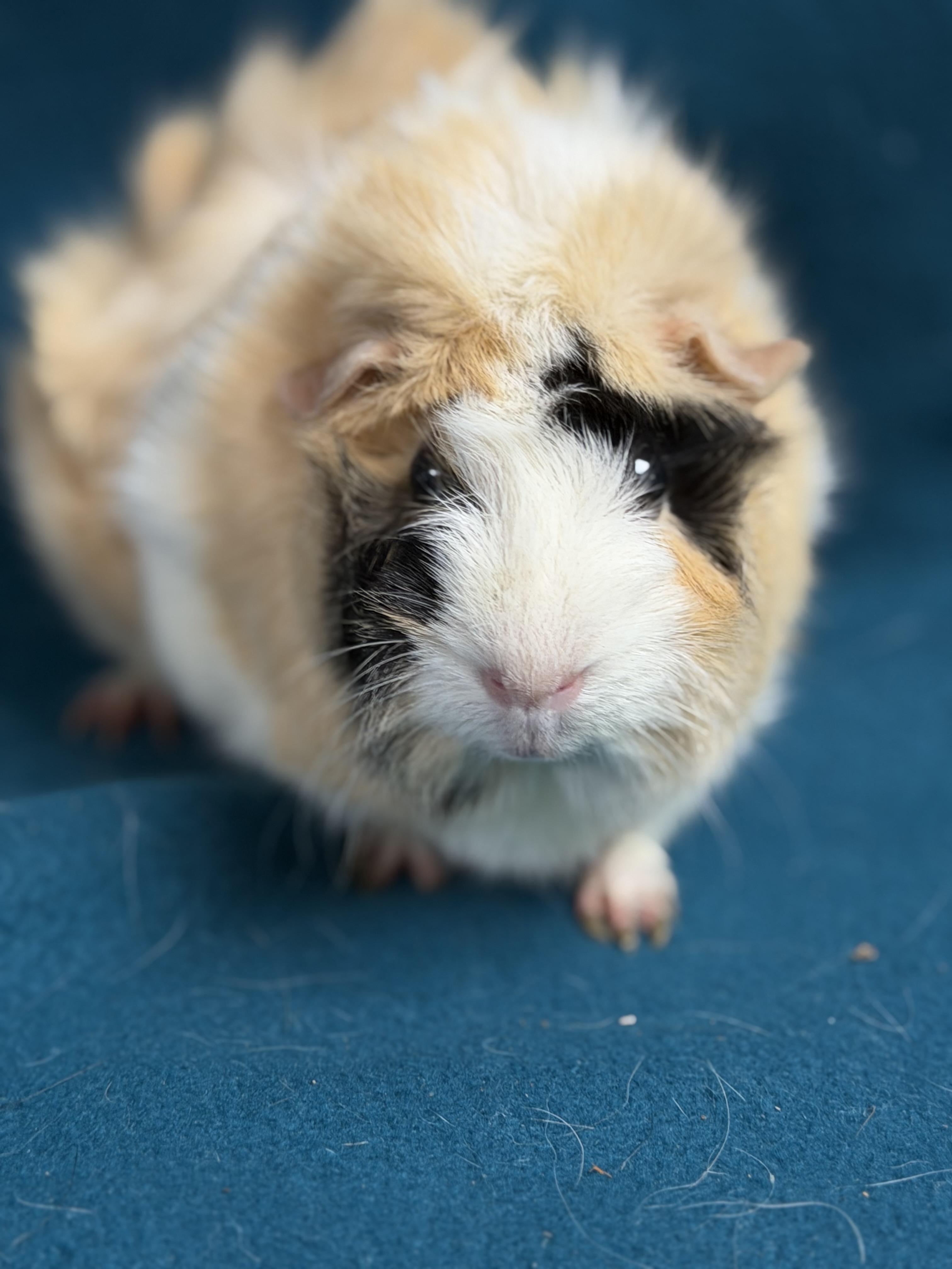 Enlarge Claire, an adopted mixed breed in Edinburg, PA image 3/4