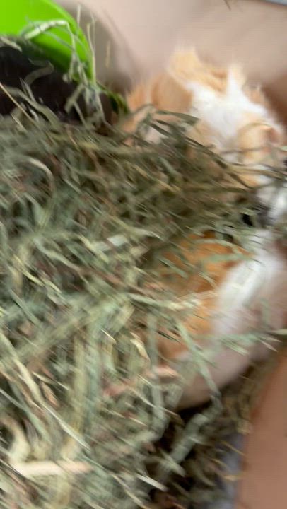 Enlarge Claire, an adopted mixed breed in Edinburg, PA video 4/4