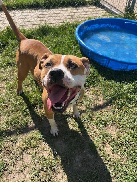 Lulu, Adoptable, Adult Female American Staffordshire Terrier.