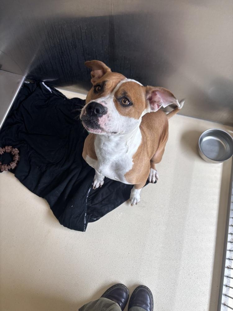 Lulu, a Adoptable mixed breed in Kalamazoo, MI image 2/3