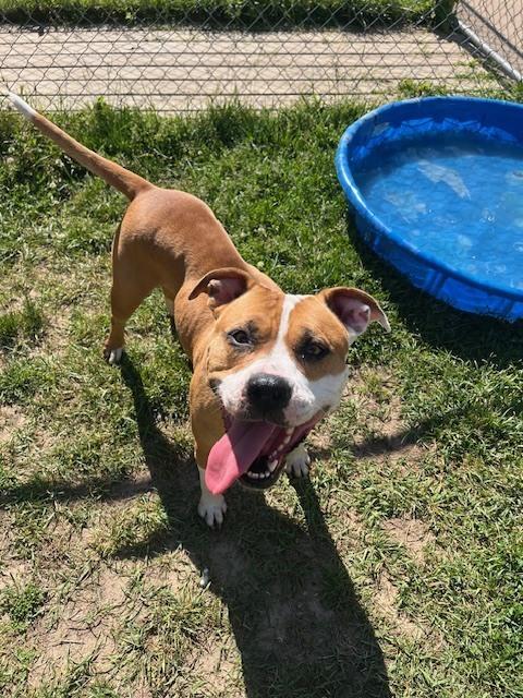 Lulu, a Adoptable mixed breed in Kalamazoo, MI image 3/3