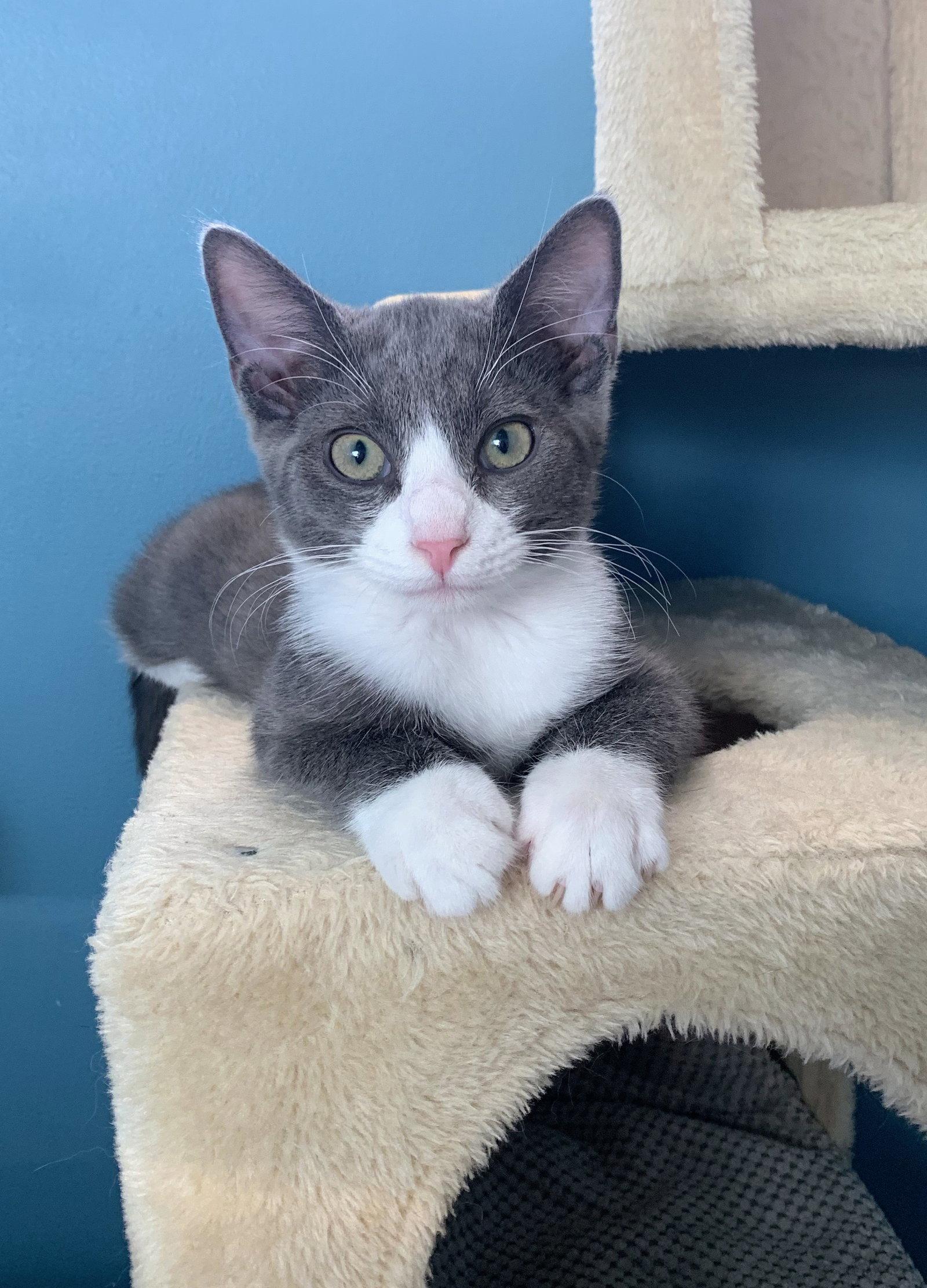 Rigatoni  Kitten, Adoptable, Kitten Male Domestic Short Hair.