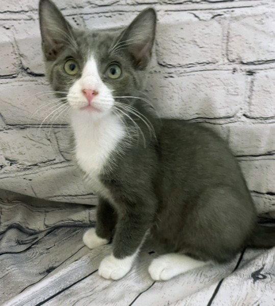 Enlarge Rigatoni  Kitten, a Adoptable Domestic Short Hair in Allentown, PA image 2/2