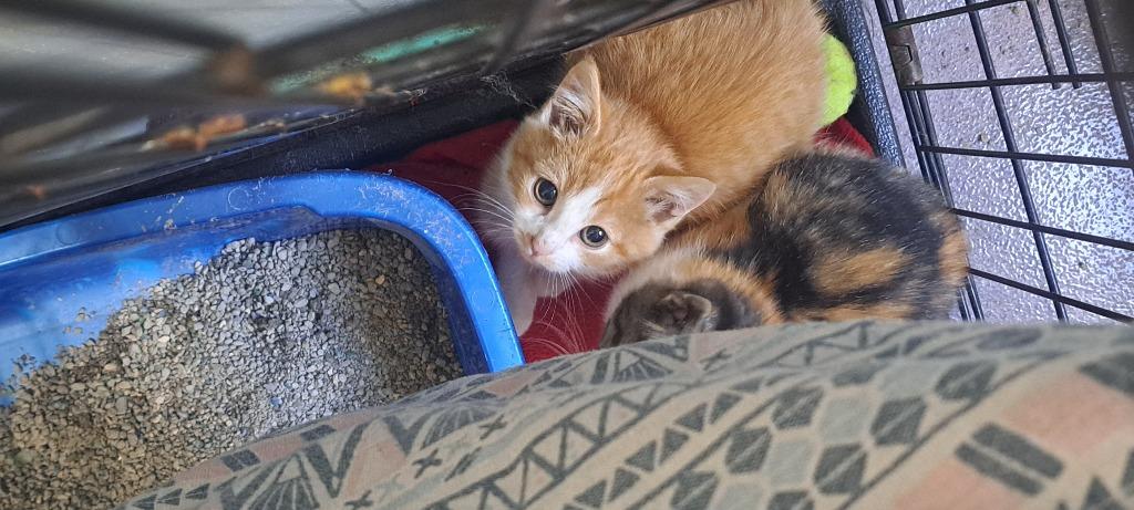 Fife, Adoptable, Kitten Male Domestic Short Hair.