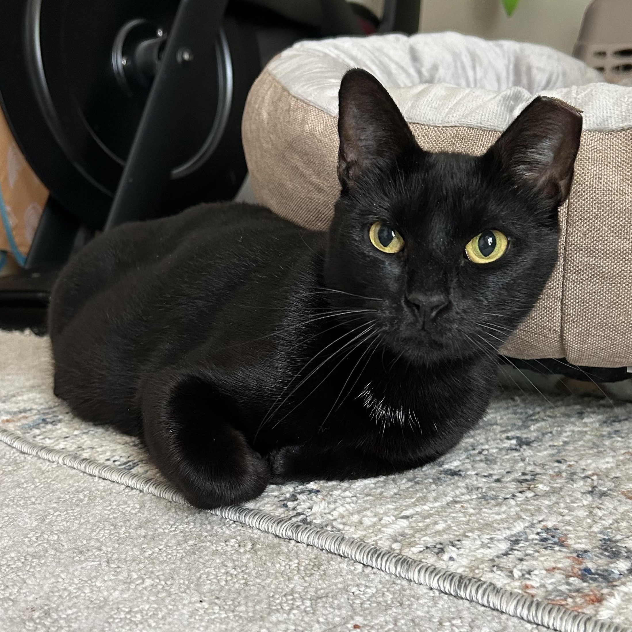 Tofu, a Adoptable mixed breed in Waterford, CT image 2/5