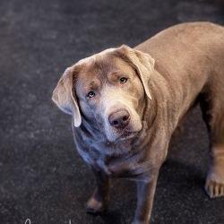 Rip, Adoptable, Adult Male Labrador Retriever.