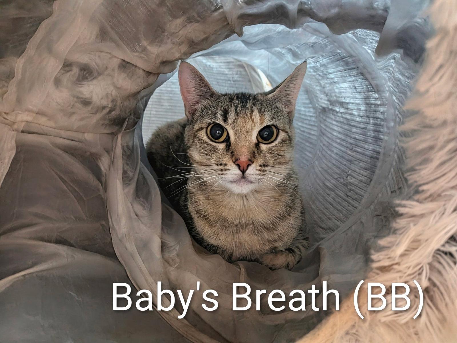 Baby's Breath, Adoptable, Adult Female Domestic Short Hair.