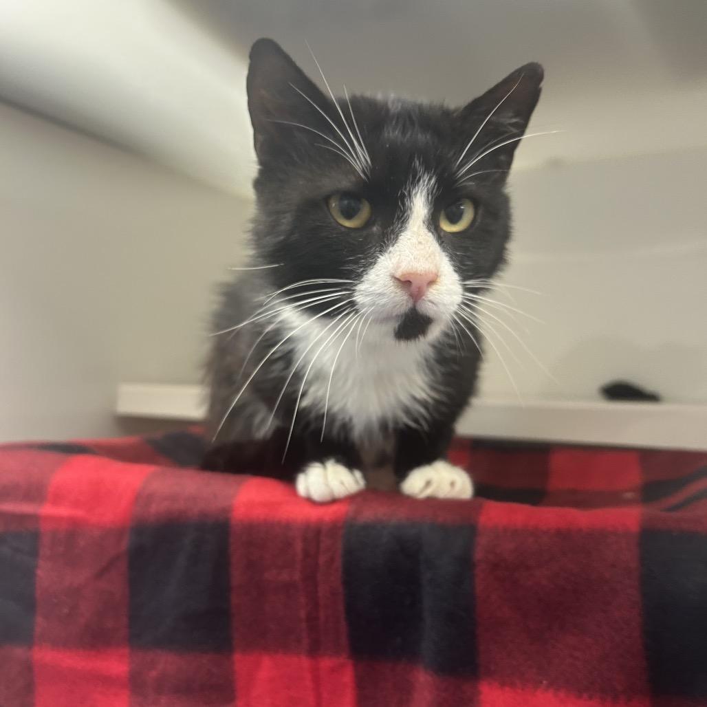 Midnight, Adoptable, Adult Male Domestic Short Hair.