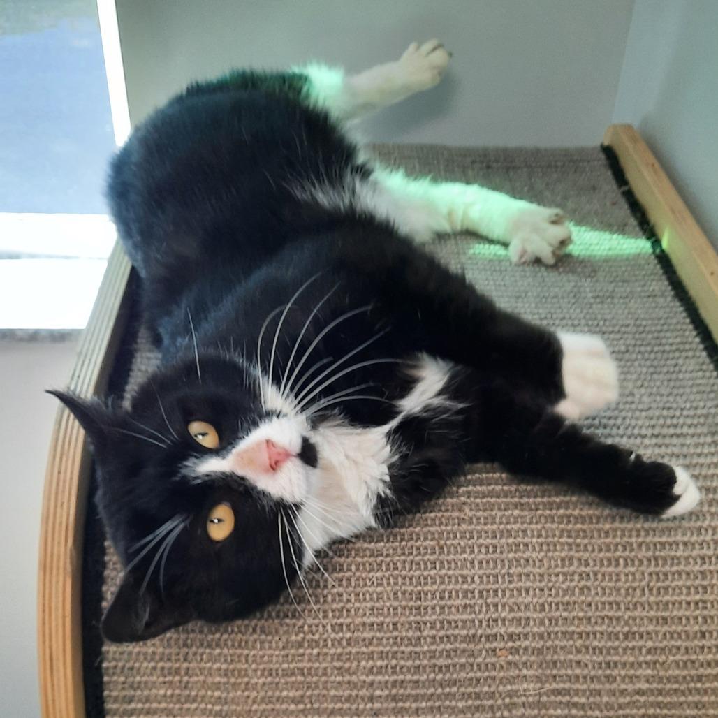 Enlarge Midnight, a Adoptable Domestic Short Hair in Watertown, NY image 2/2