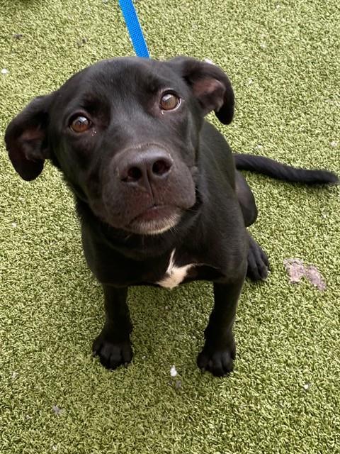 COAL, Adoptable, Young Male Pit Bull Terrier & Labrador Retriever.