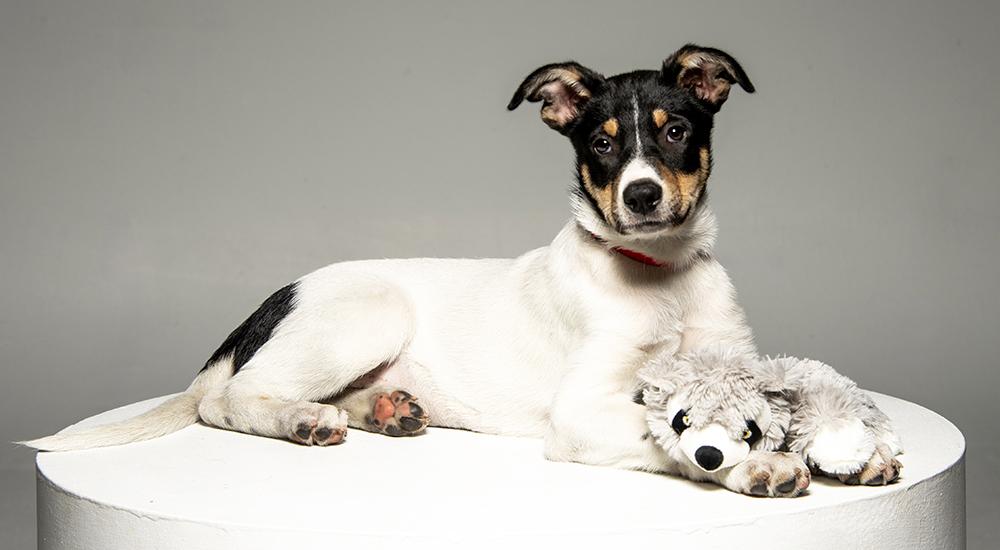Enlarge Arwyn, a Adoptable mixed breed in Union, CT image 3/5