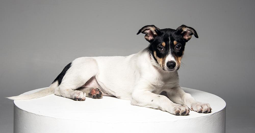 Enlarge Arwyn, a Adoptable mixed breed in Union, CT image 5/5