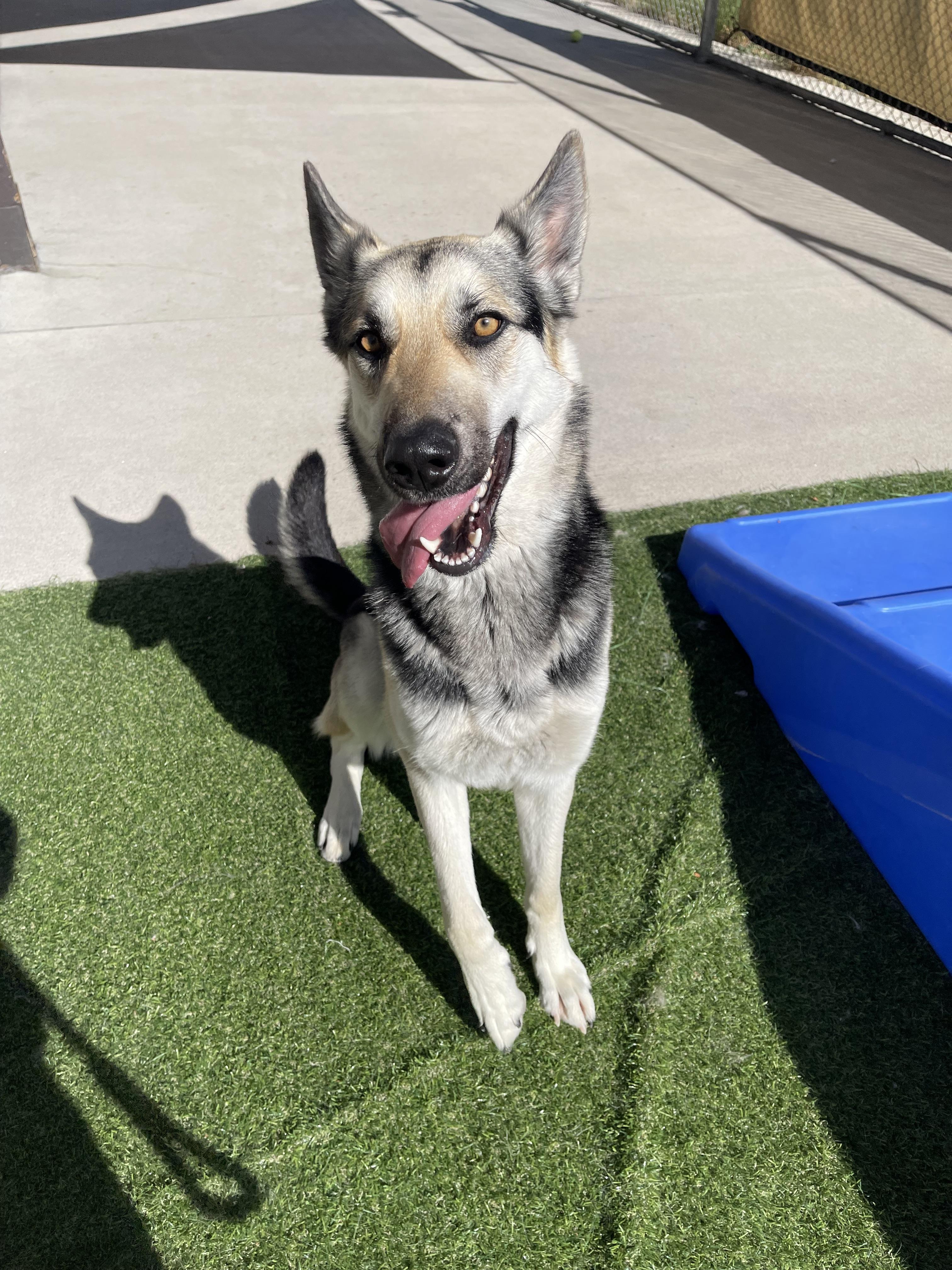 Effie, Adoptable, Adult Female German Shepherd Dog.