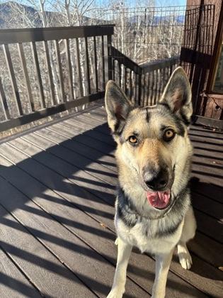 Enlarge Effie, a Adoptable German Shepherd Dog in Steamboat Springs, CO image 1/1
