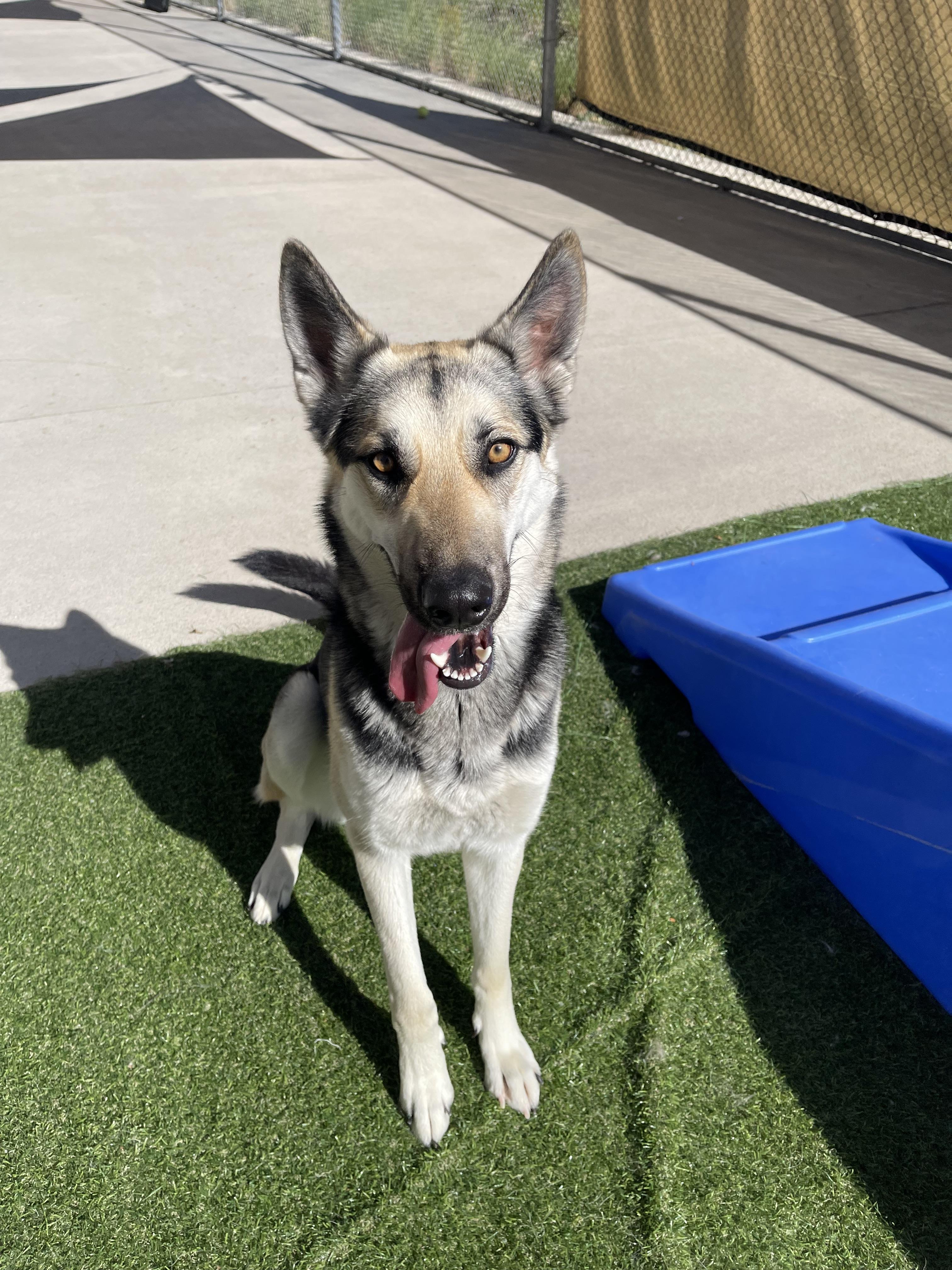 Effie, a Adoptable German Shepherd Dog in Steamboat Springs, CO image 2/2