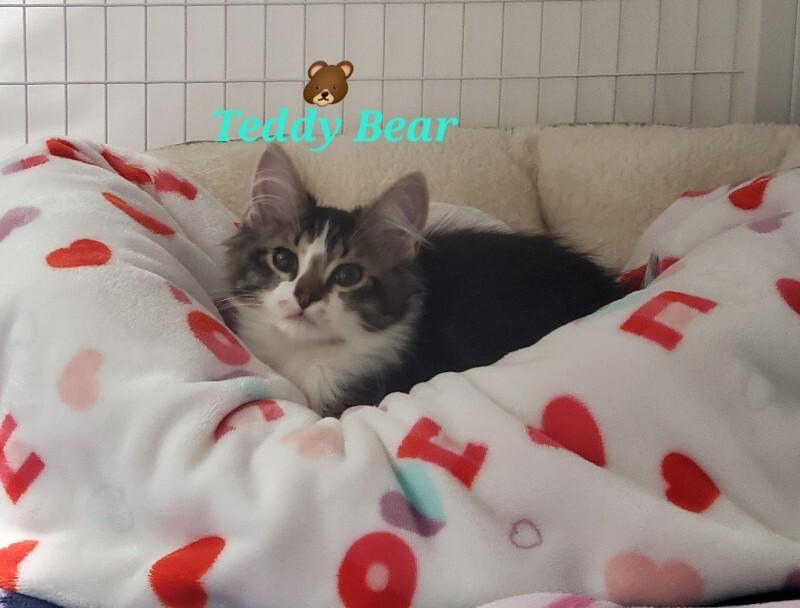 Enlarge Teddy Bear, a Adoptable Domestic Medium Hair in Diamond Springs, CA image 1/1