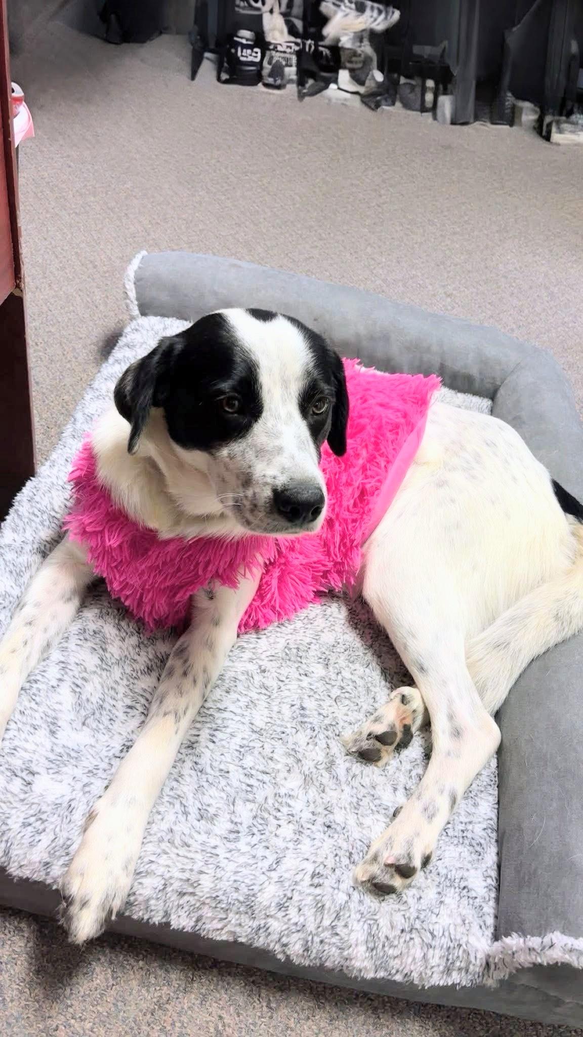 Enlarge Karlee, a Adoptable mixed breed in Willington, CT image 4/5