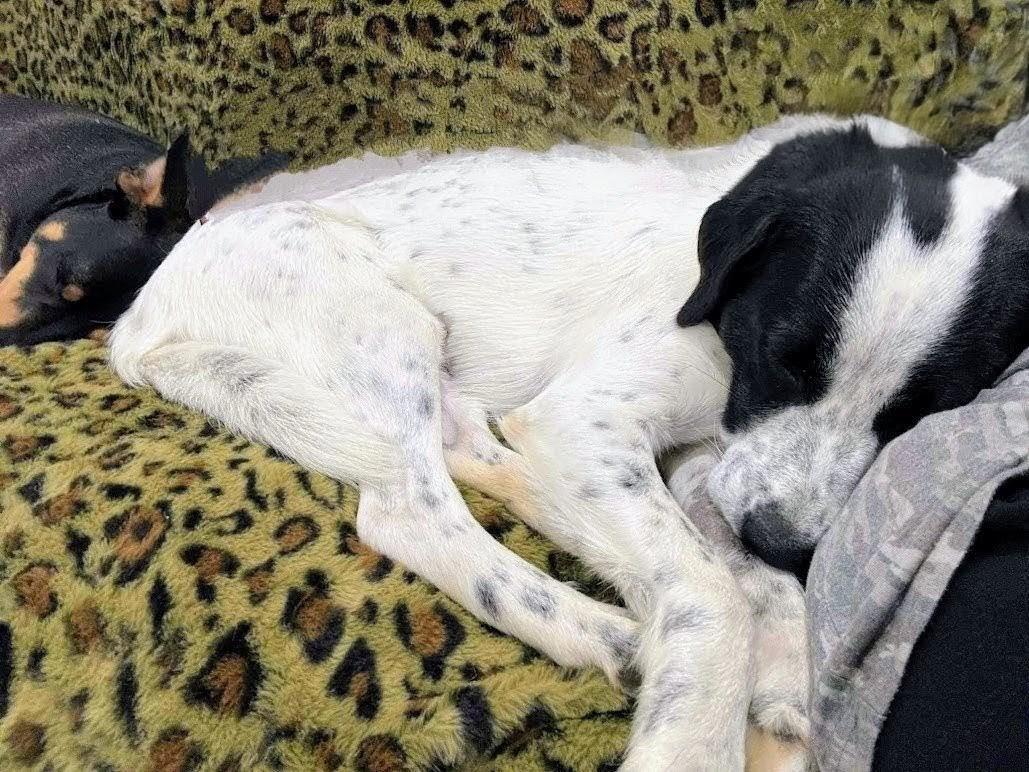 Enlarge Karlee, a Adoptable mixed breed in Willington, CT image 5/5