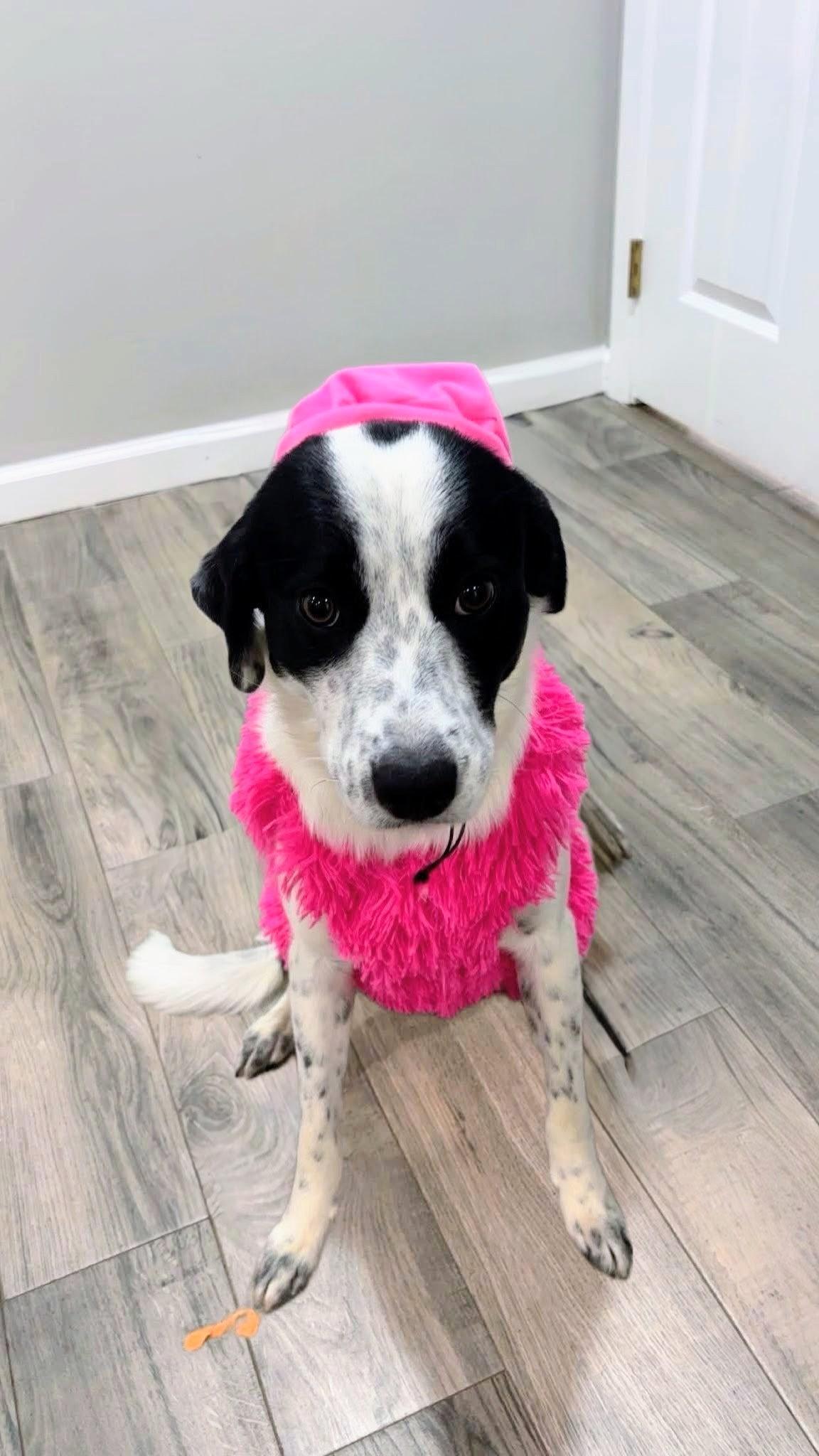 Enlarge Karlee, a Adoptable mixed breed in Willington, CT image 1/5