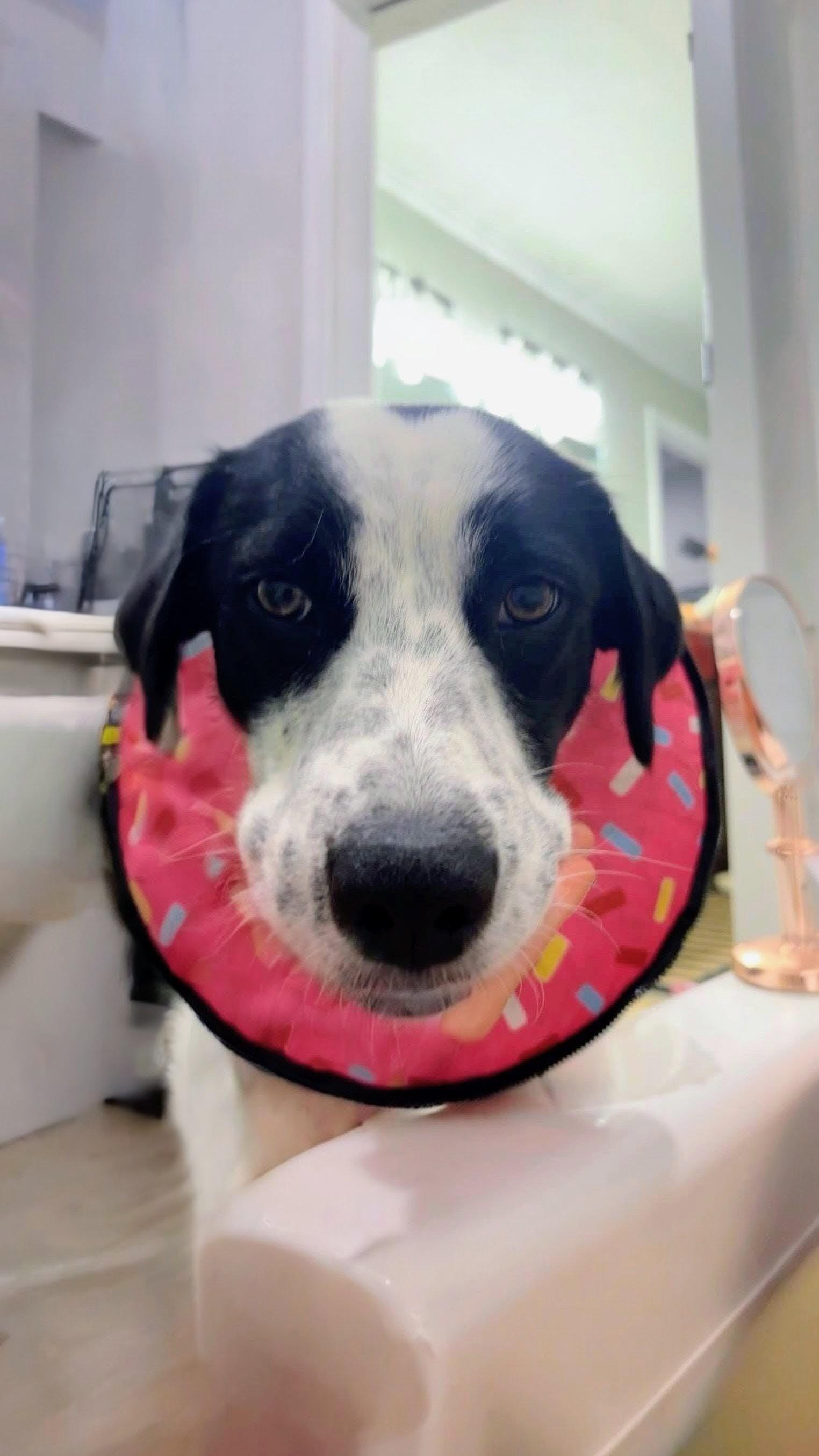 Karlee, Adoptable, Young Female Labrador Retriever.