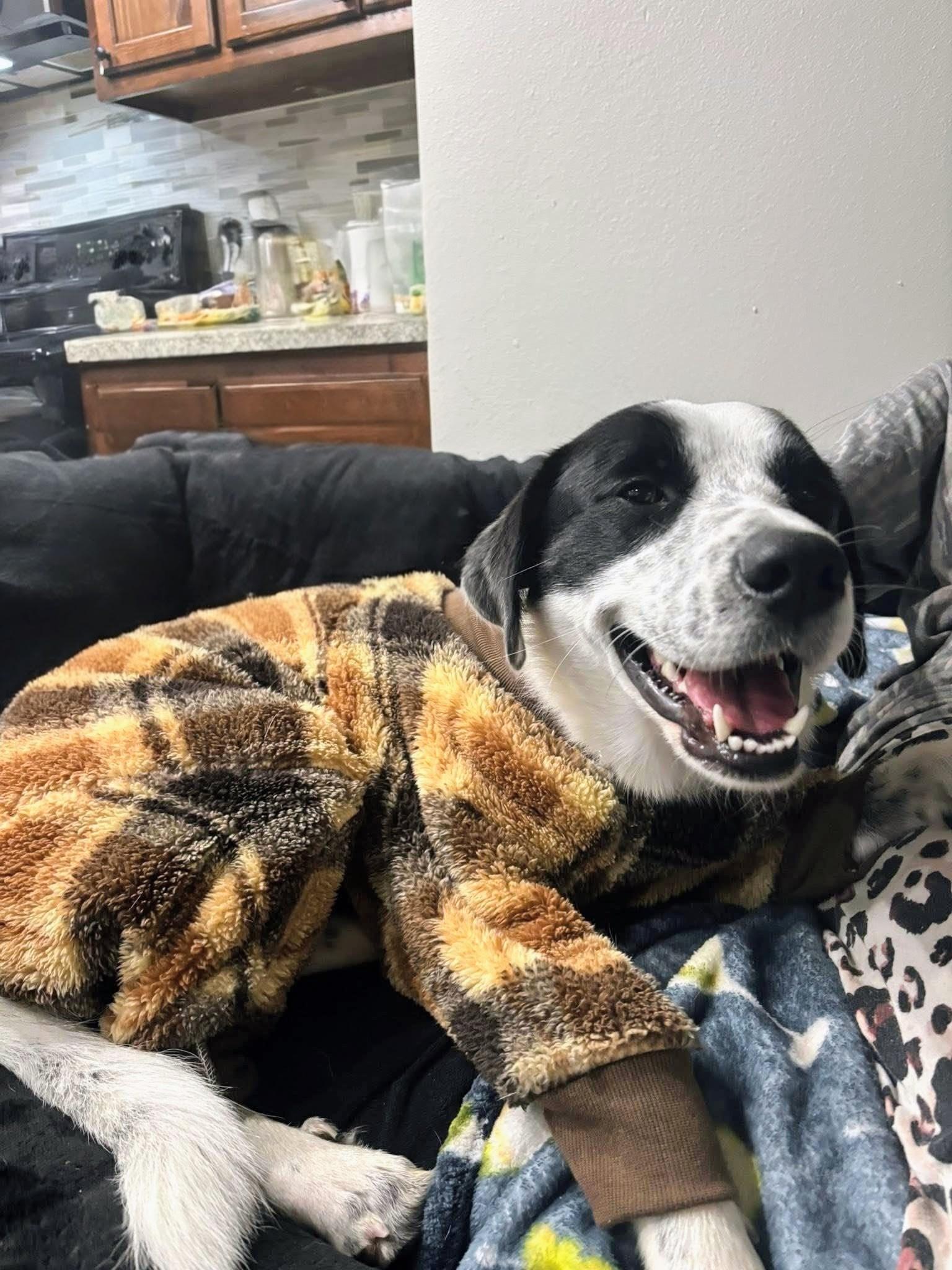 Enlarge Karlee, a Adoptable mixed breed in Willington, CT image 2/5