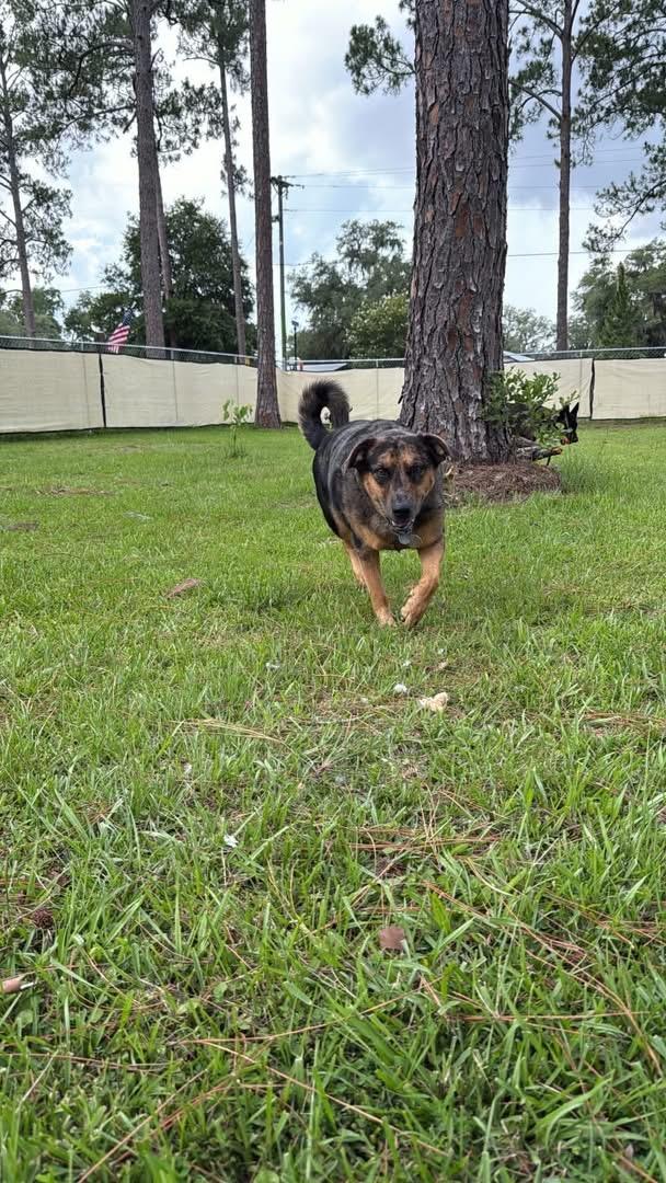 Enlarge Otto, a Adoptable mixed breed in Folkston, GA image 6/6