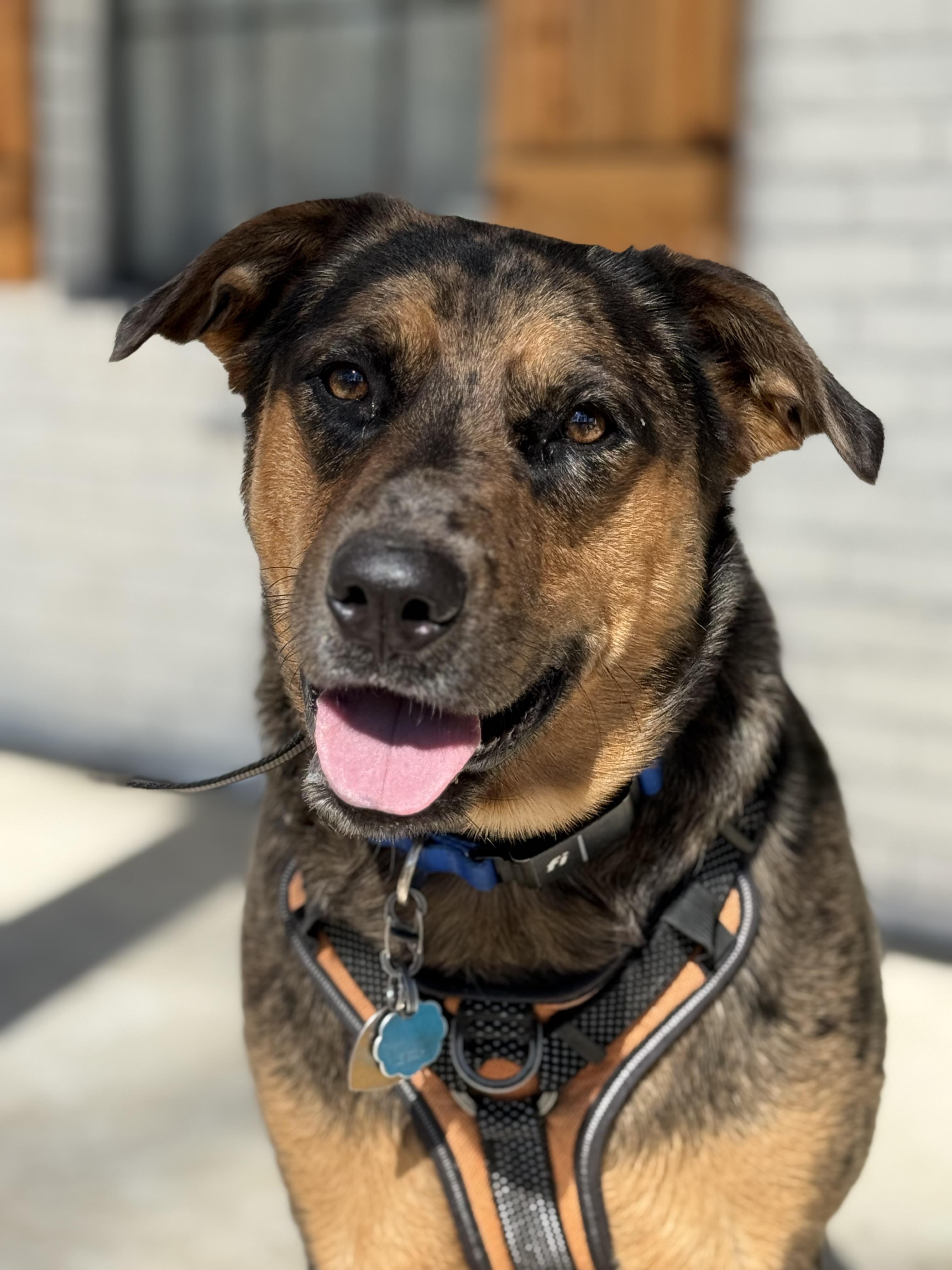 Otto, Adoptable, Adult Male Australian Cattle Dog / Blue Heeler & Catahoula Leopard Dog.