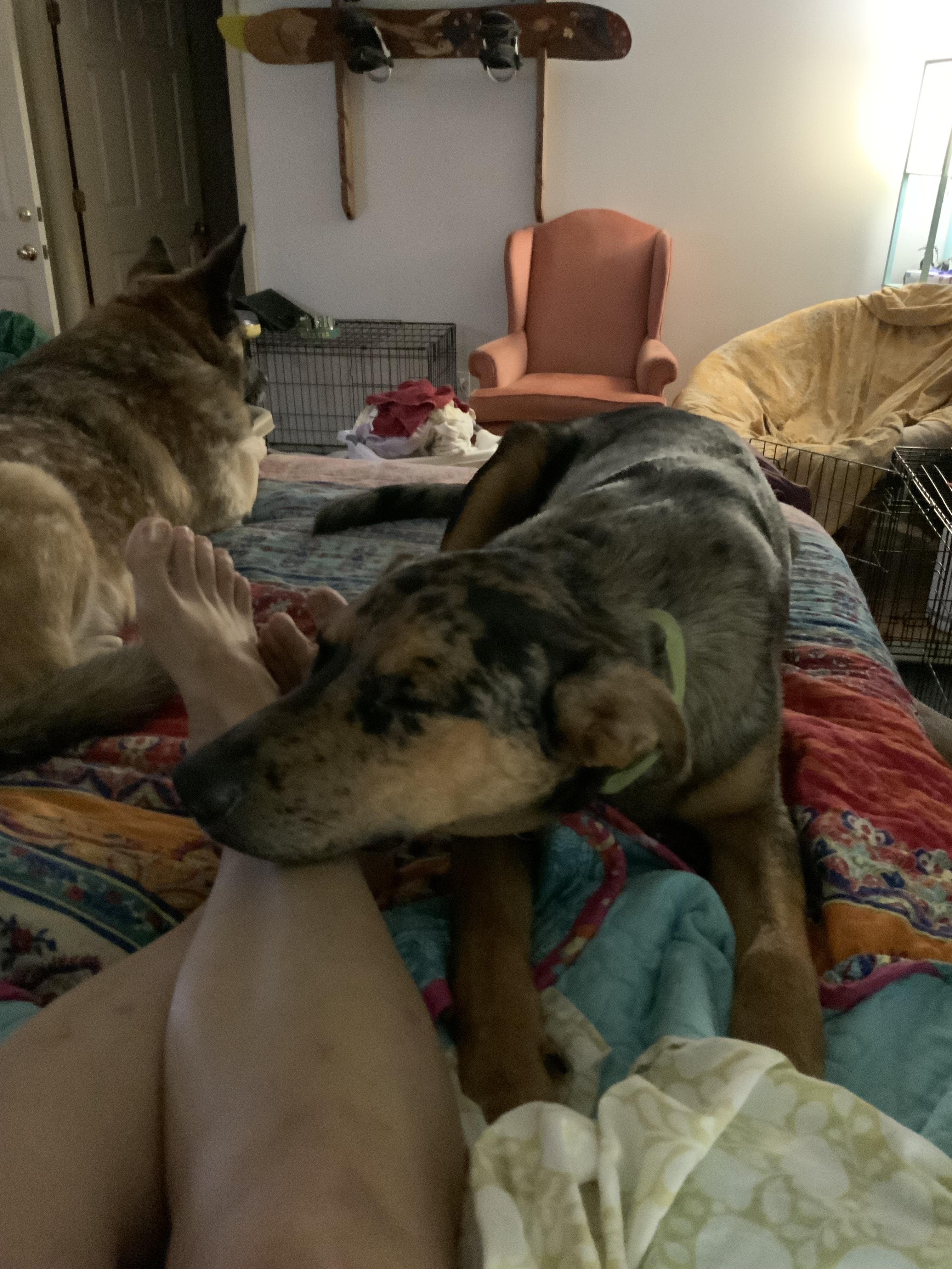 Enlarge Otto, a Adoptable mixed breed in Folkston, GA image 4/6
