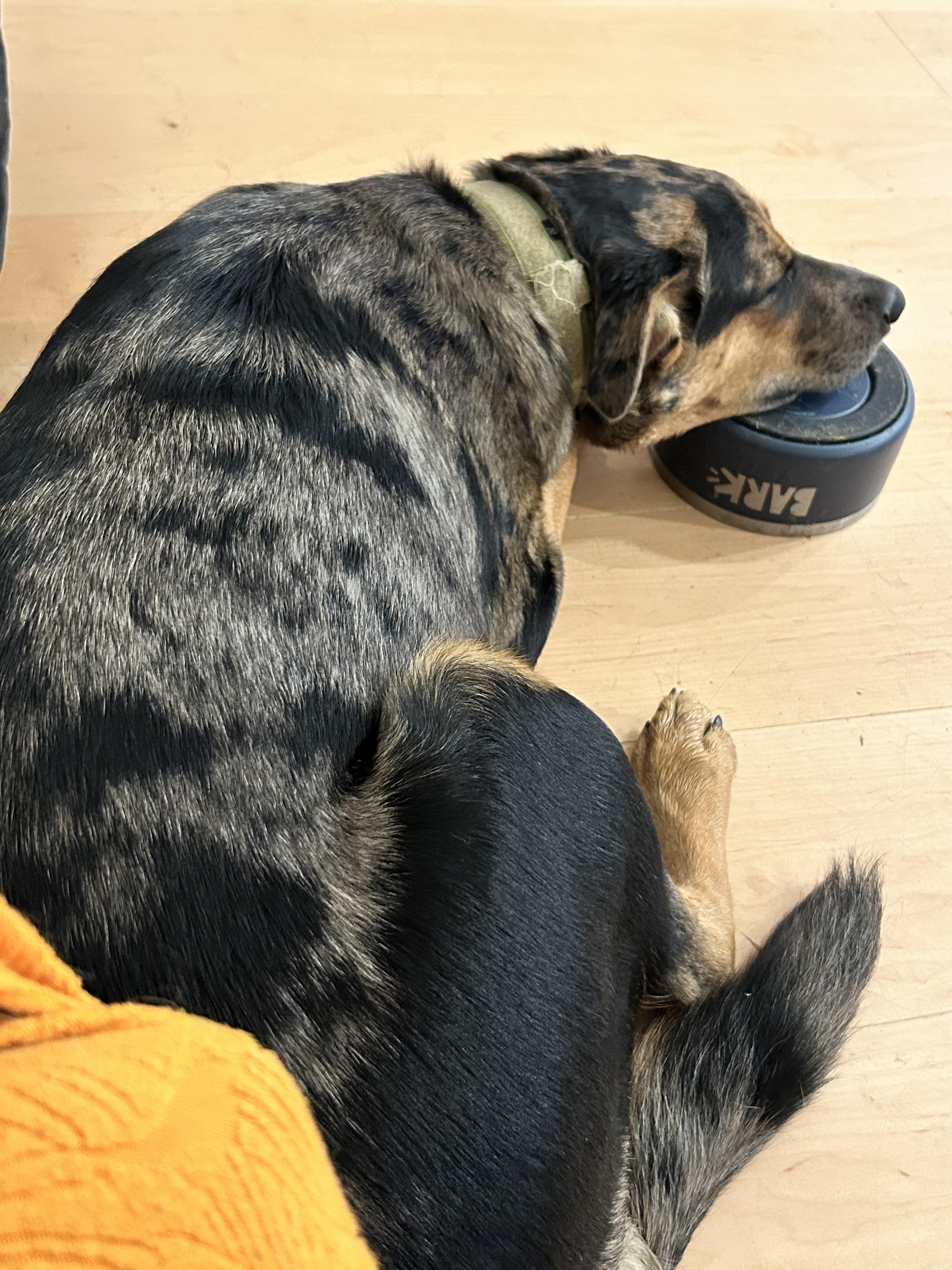 Enlarge Otto, a Adoptable mixed breed in Folkston, GA image 2/6