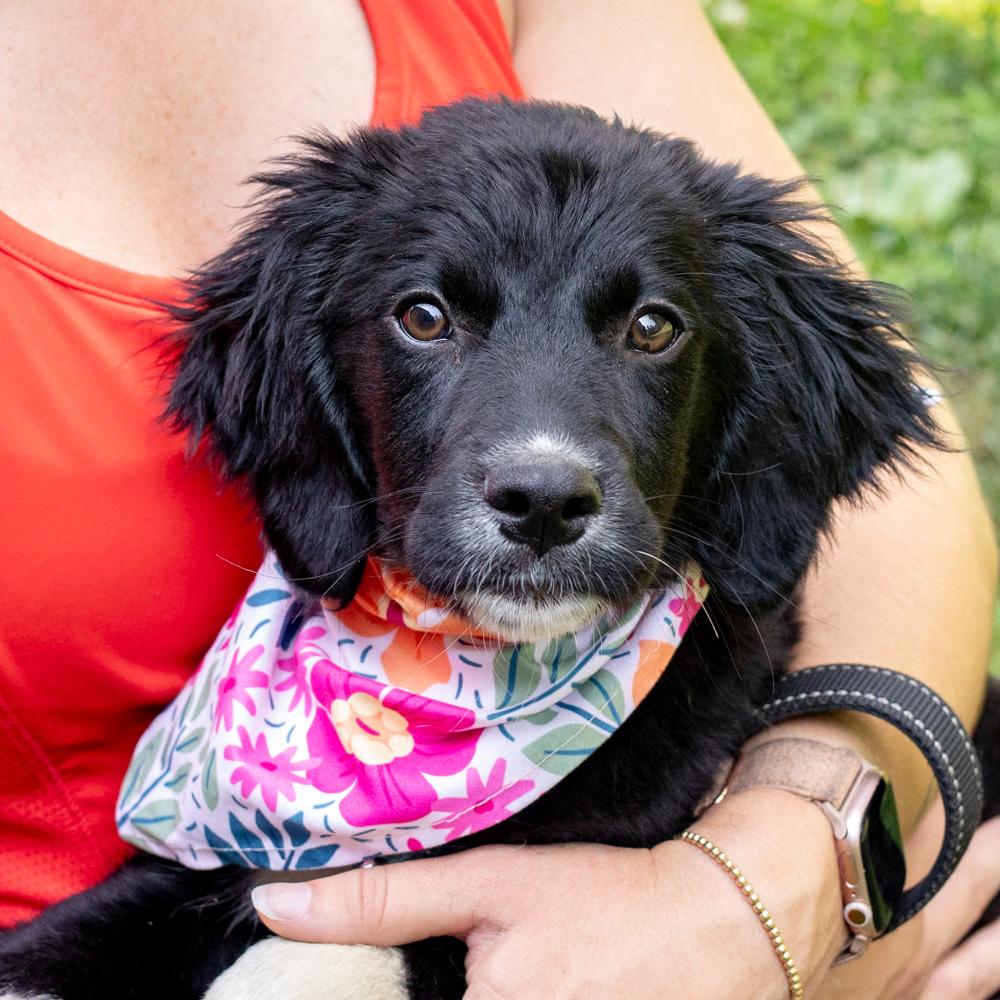 Marina (Female) Avail 7/11, adopted, Puppy Female Poodle & Black Labrador Retriever.