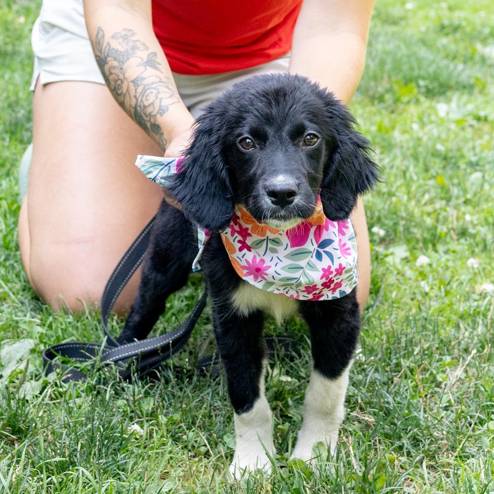 Marina (Female) Avail 7/11, an adopted mixed breed in West Grove, PA image 3/6