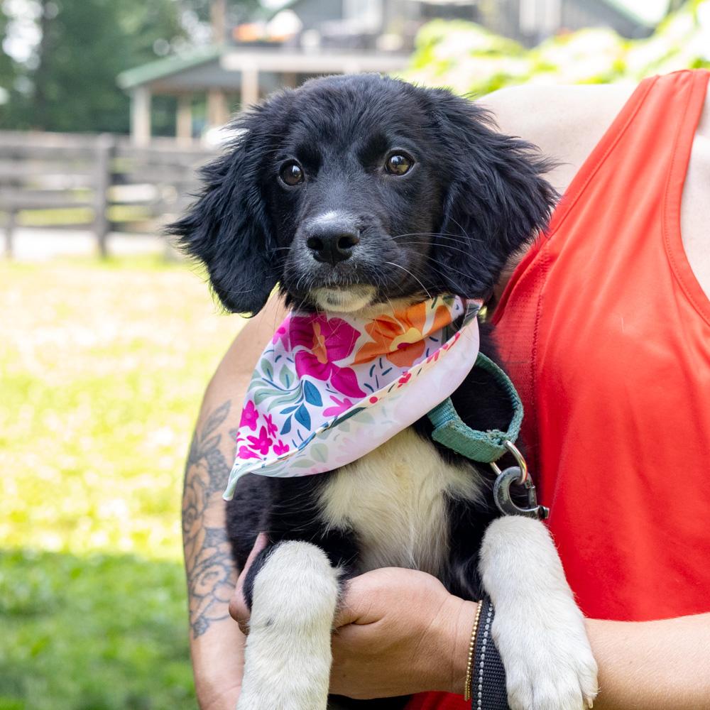 Marina (Female) Avail 7/11, an adopted mixed breed in West Grove, PA image 5/6