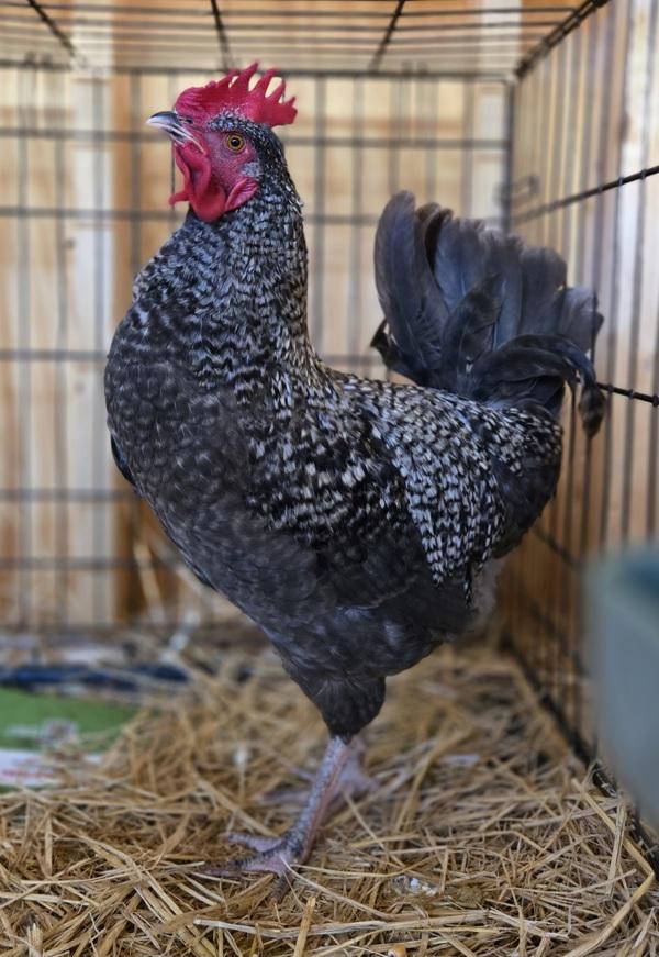 Steely Dan, Adoptable, Baby Male Chicken.