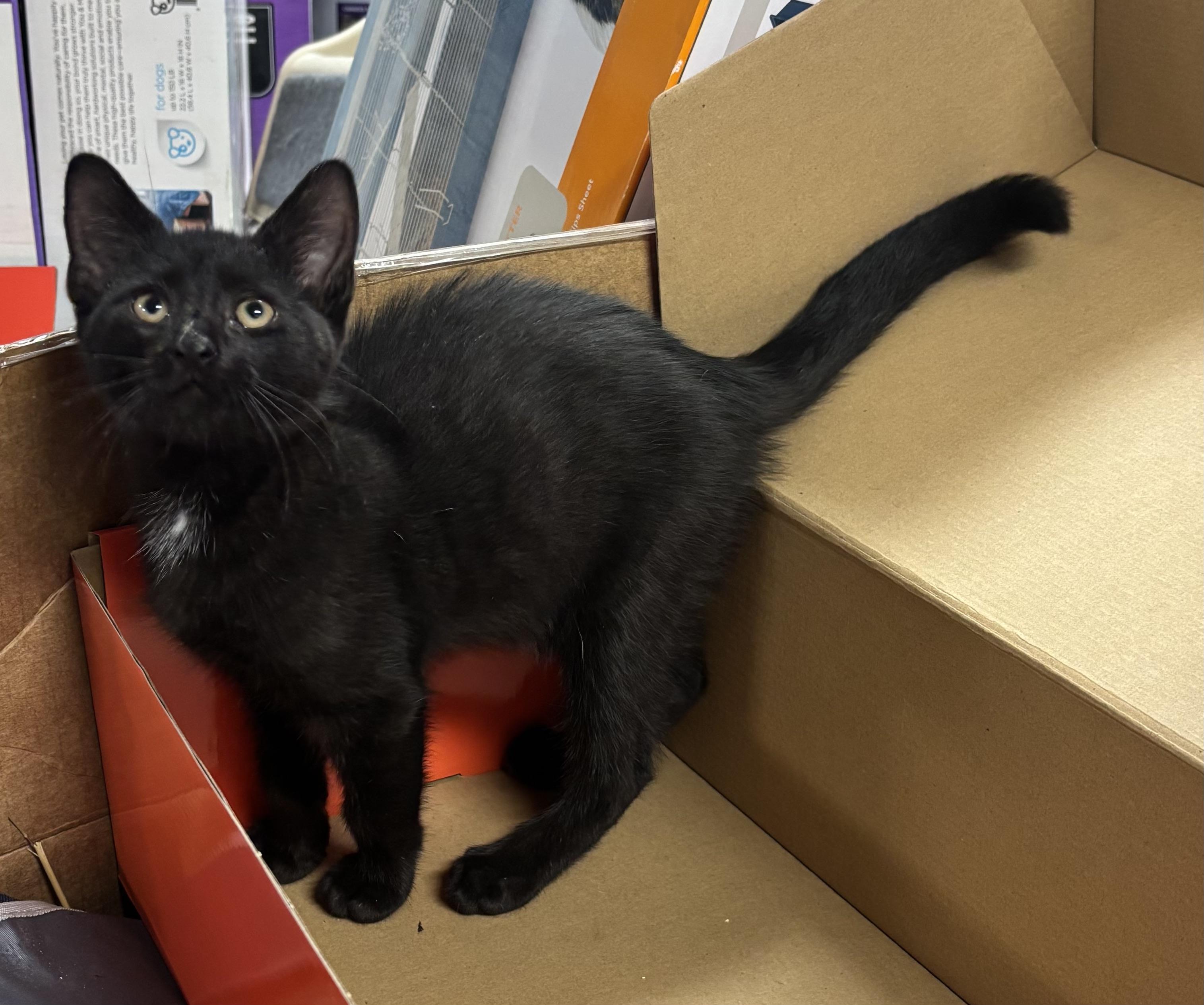 Enlarge Benny, a Adoptable Domestic Medium Hair in Paramus, NJ image 3/3