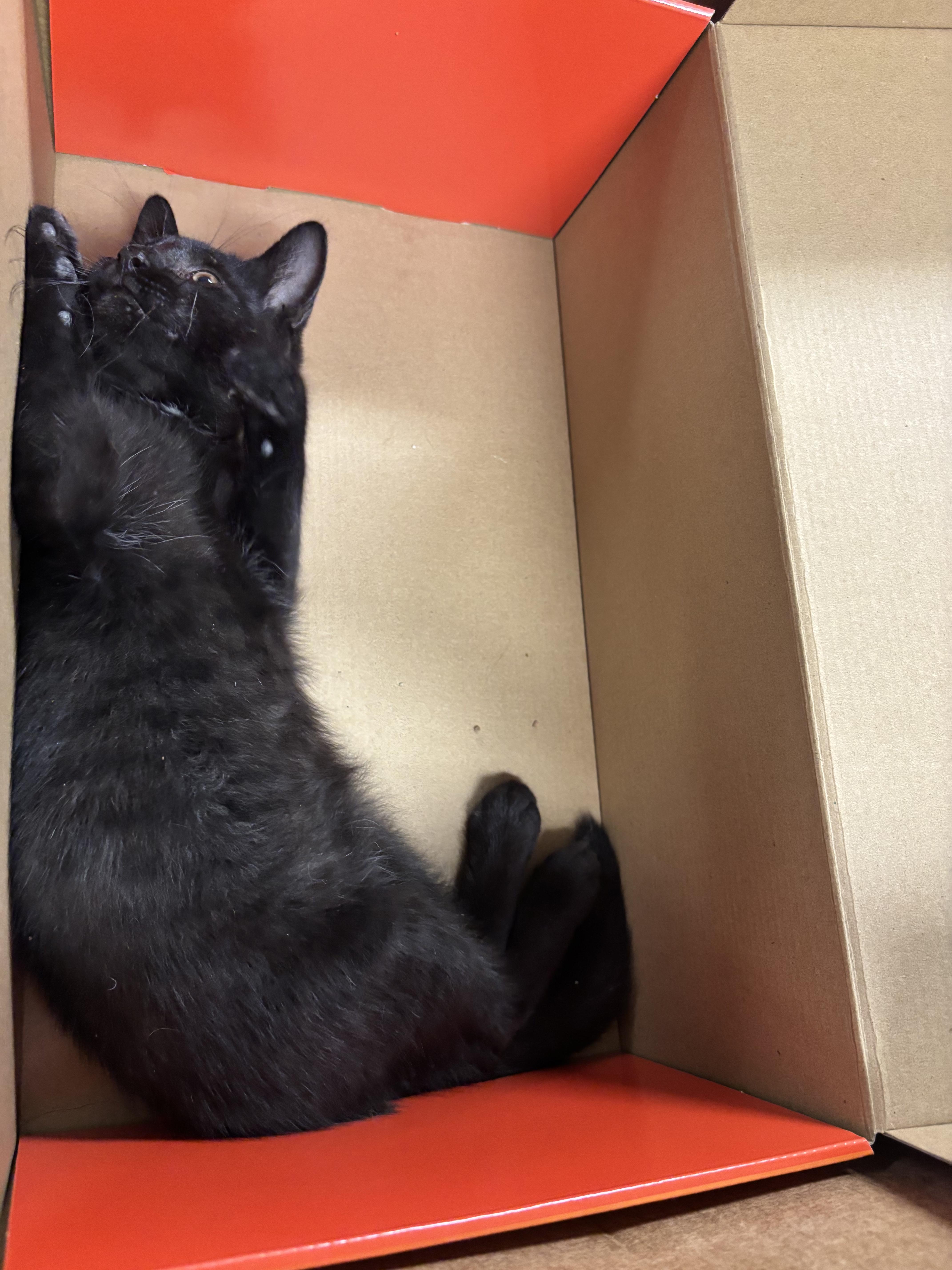 Enlarge Benny, a Adoptable Domestic Medium Hair in Paramus, NJ image 2/3