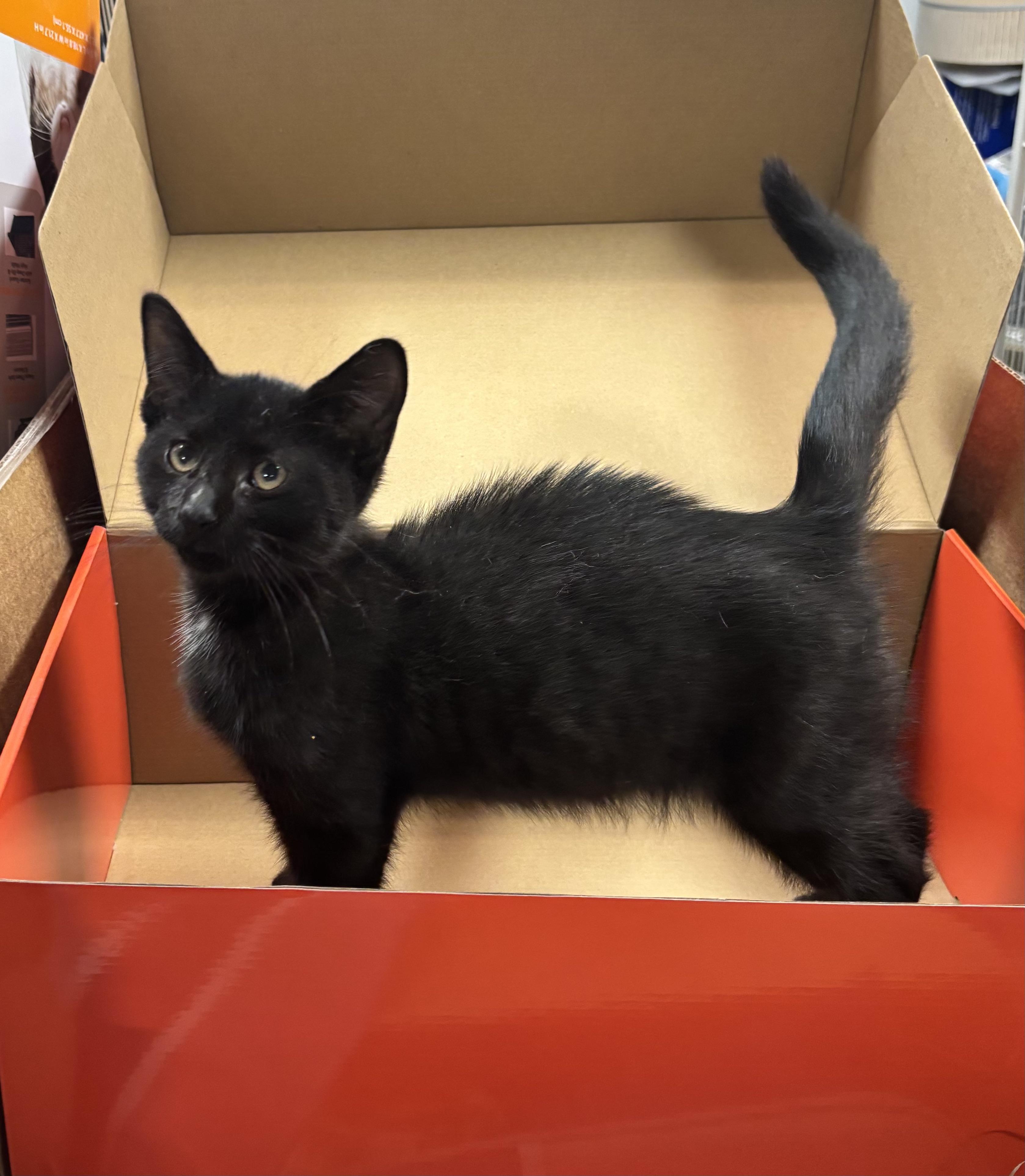 Benny, Adoptable, Kitten Male Domestic Medium Hair.