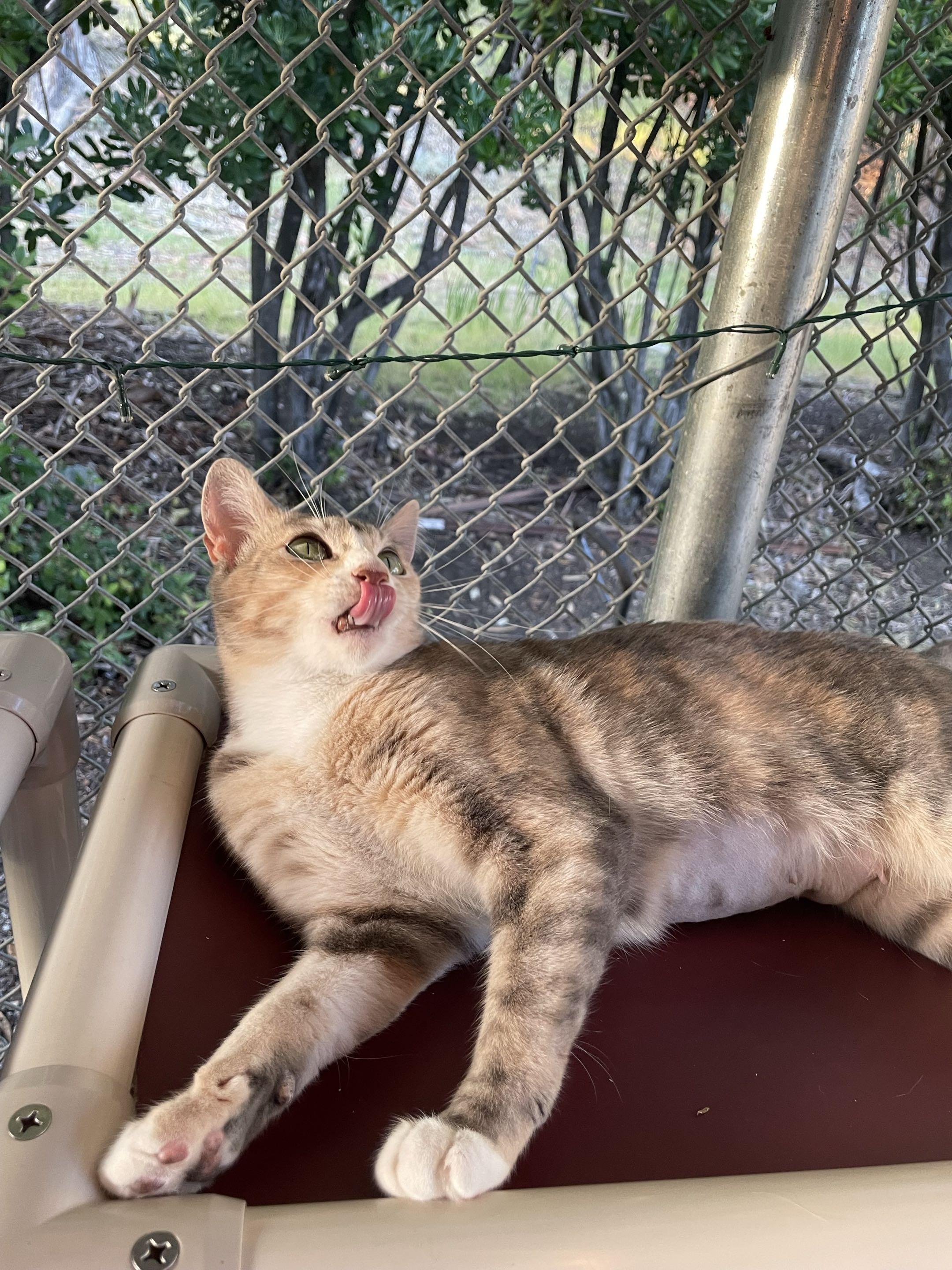 Jamba Juice, a Adoptable Domestic Short Hair in San Luis Obispo, CA image 2/4