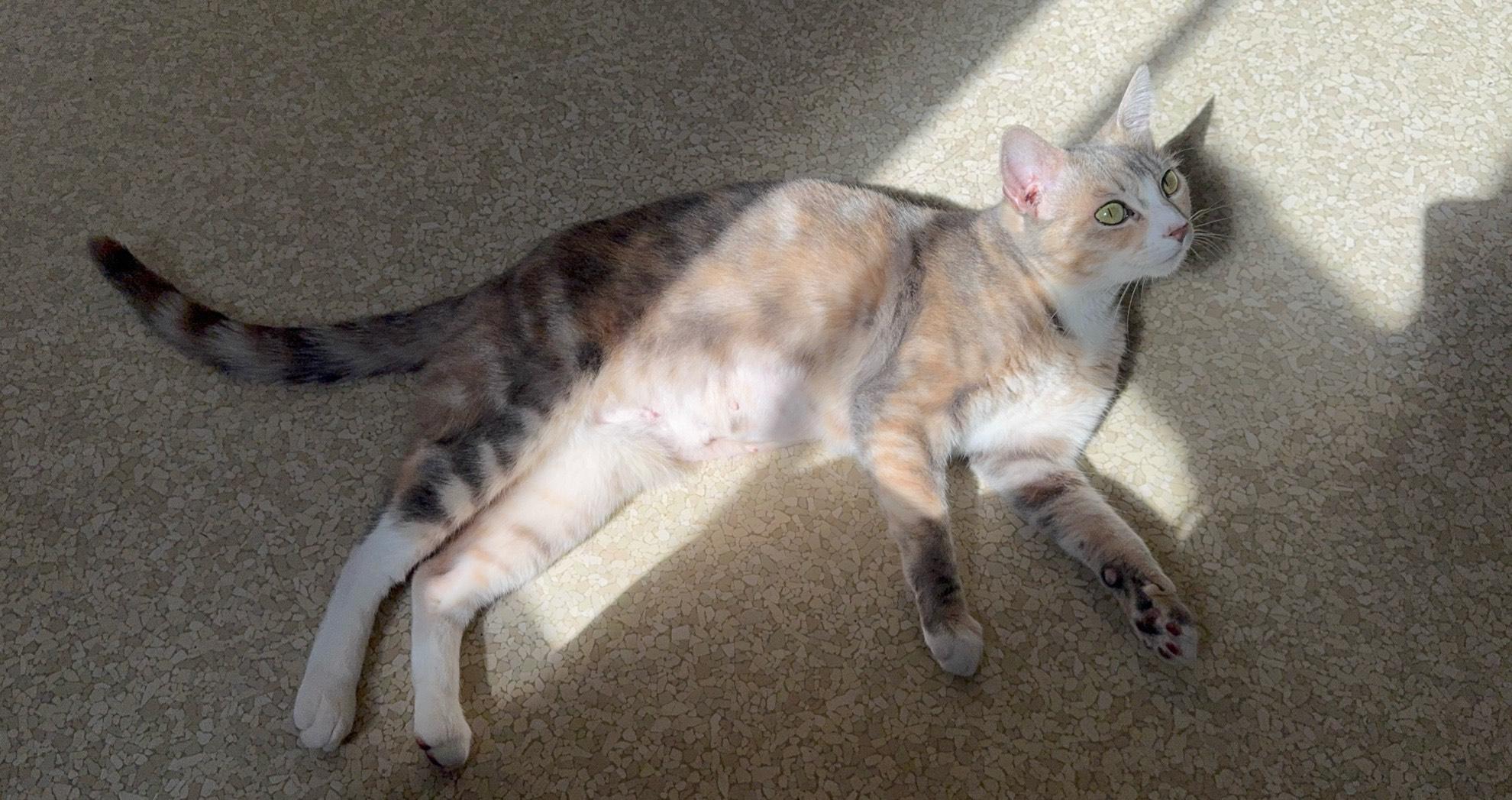 Jamba Juice, a Adoptable Domestic Short Hair in San Luis Obispo, CA image 4/4