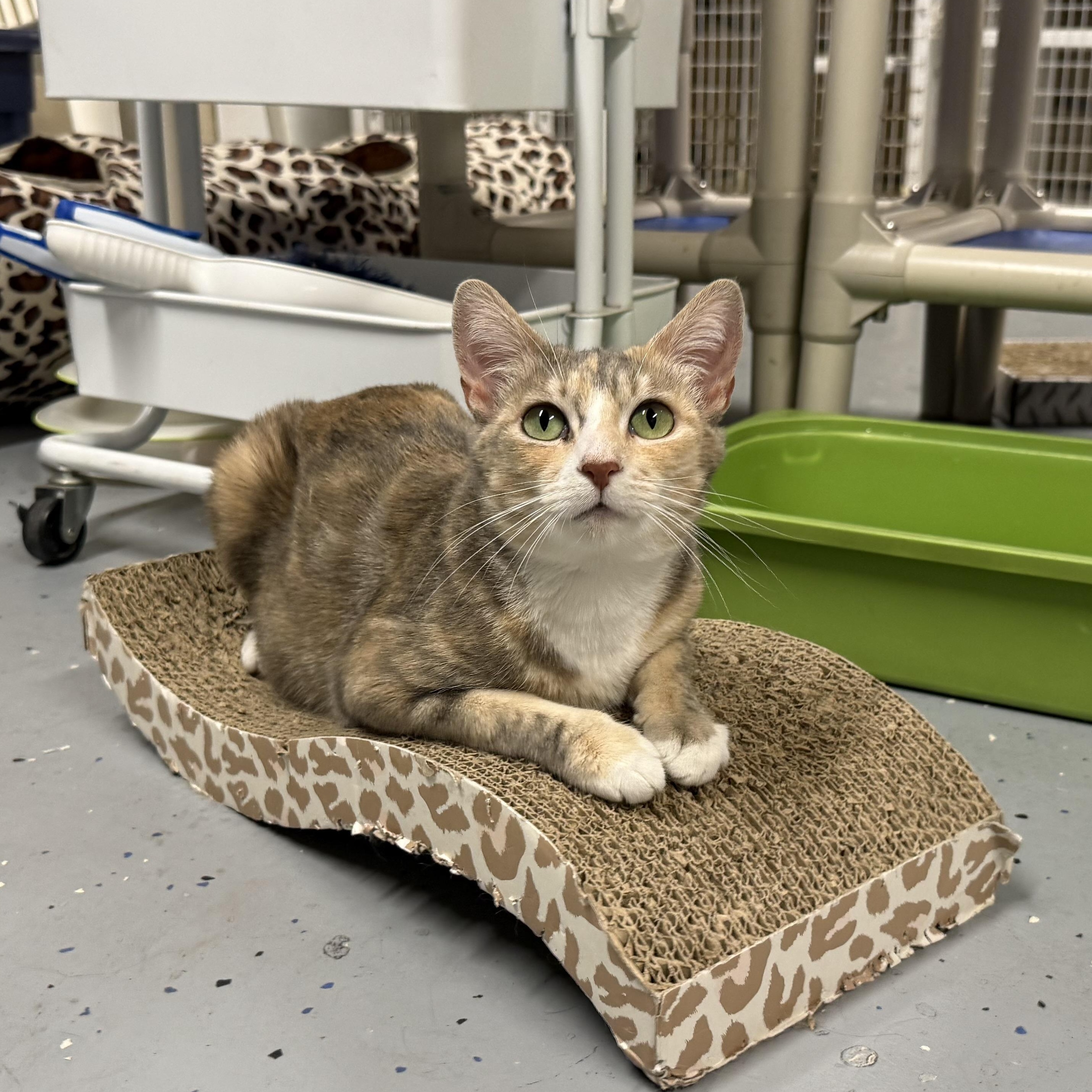 Jamba Juice, a Adoptable Domestic Short Hair in San Luis Obispo, CA image 3/4