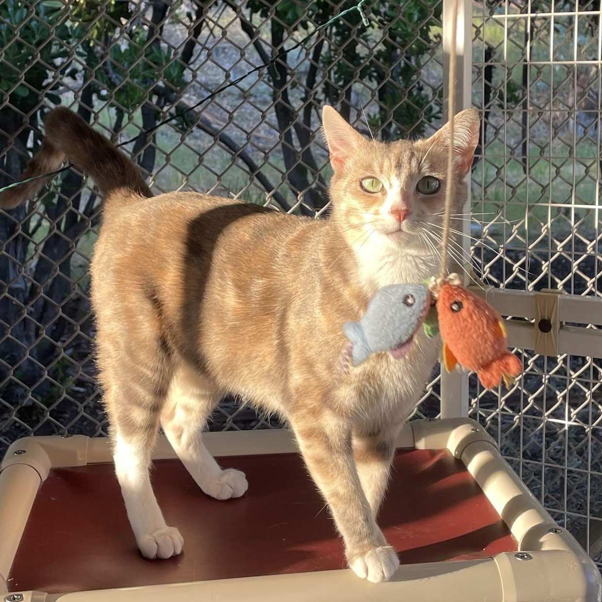 Jamba Juice, a Adoptable Domestic Short Hair in San Luis Obispo, CA image 1/4