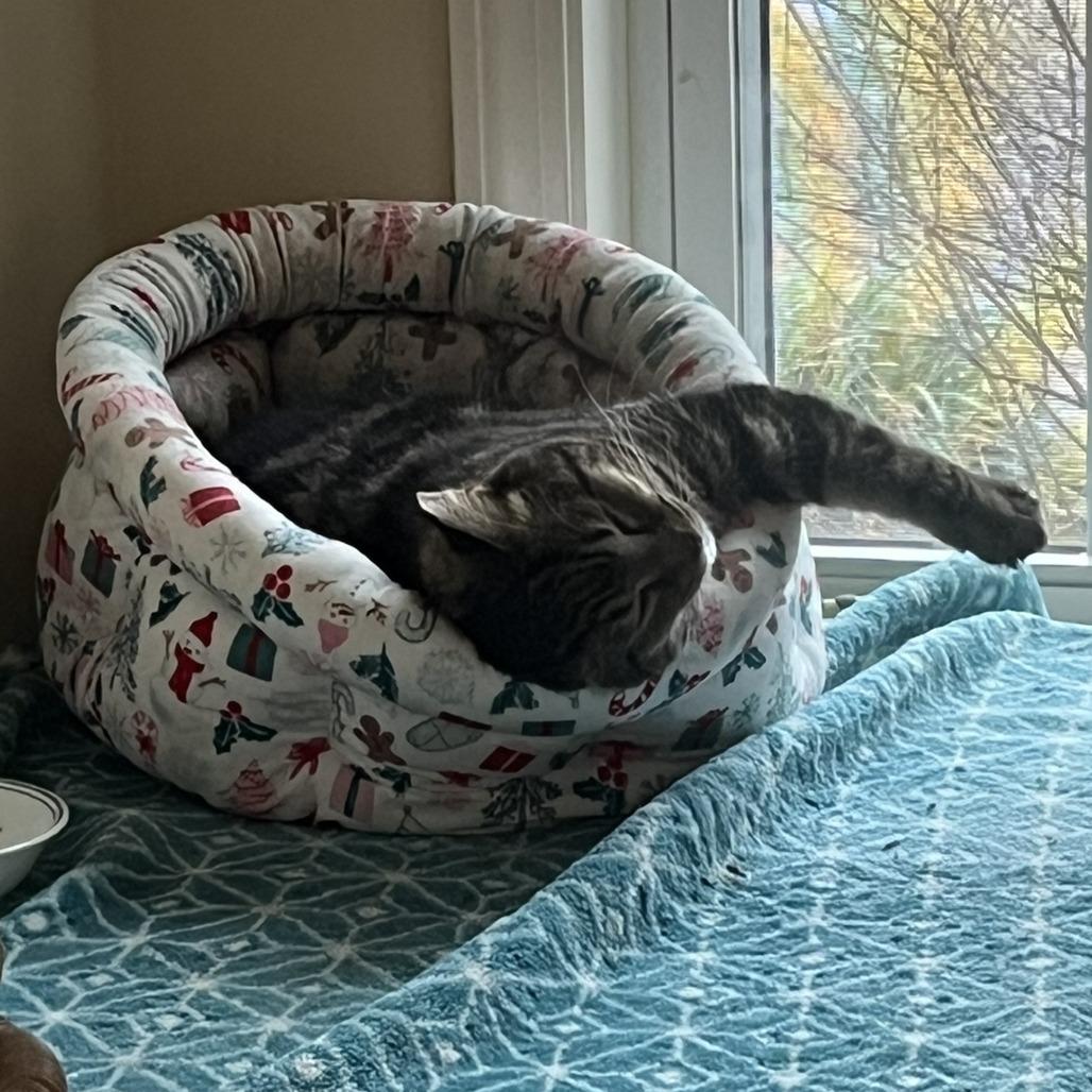 Waverly, Adoptable, Adult Male Domestic Short Hair.